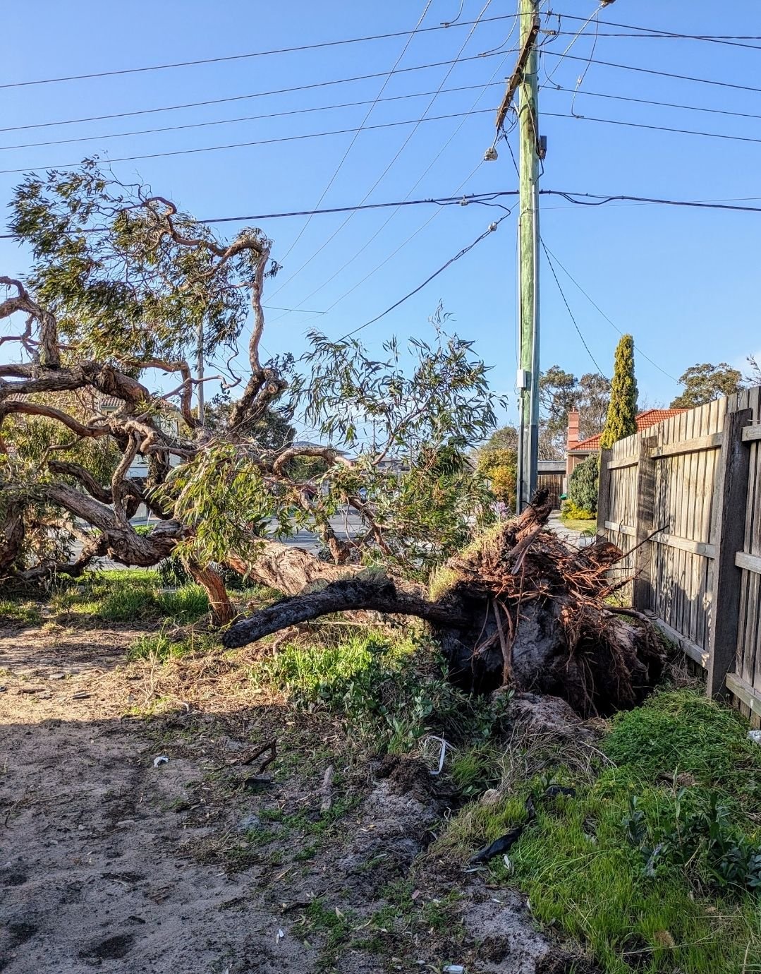 A fallen tree with exposed roots lying near a wooden fence under a utility pole with power lines in a residential neighborhood.