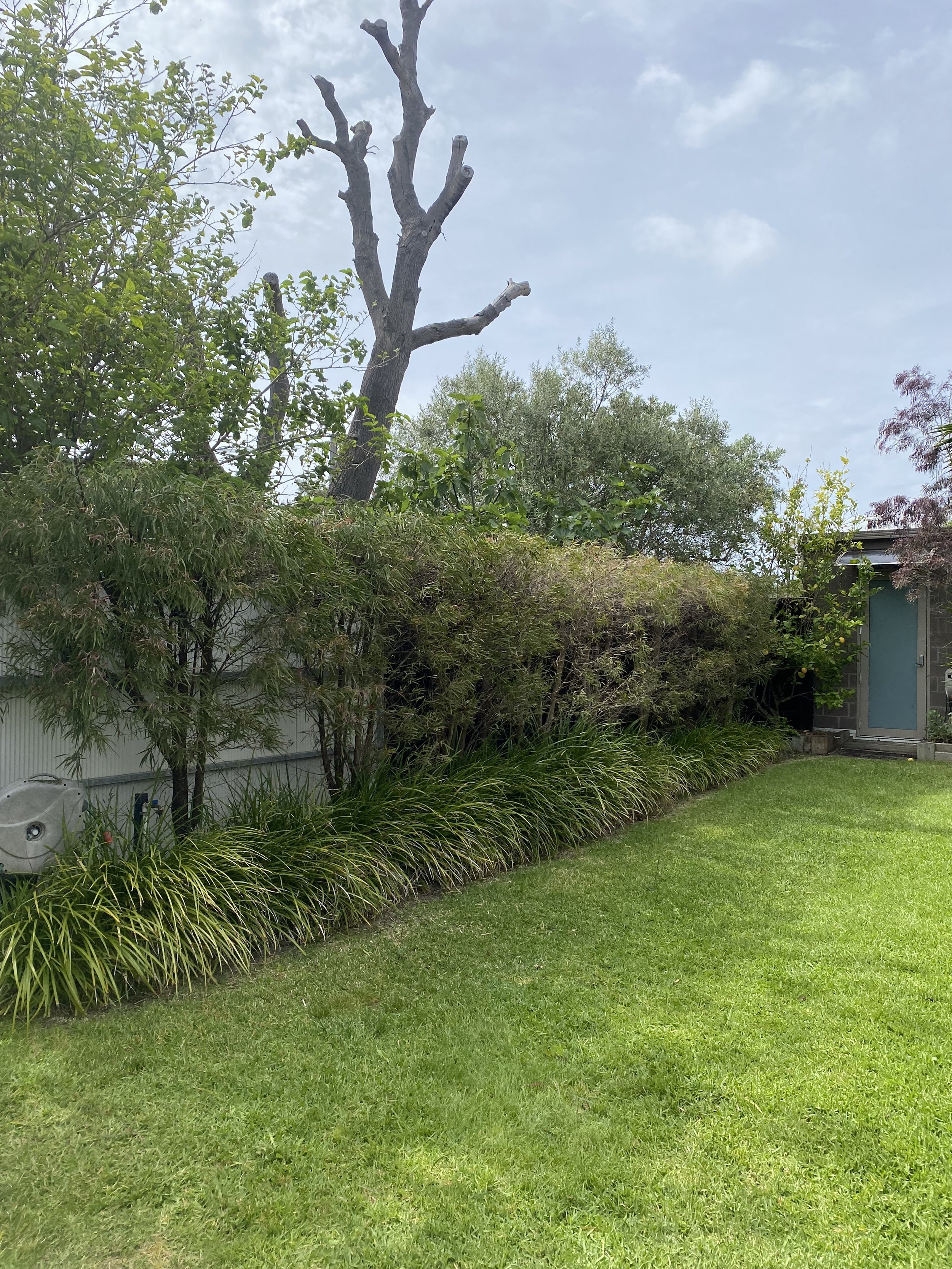 A well-manicured backyard with lush green grass, a row of various bushes and plants along the fence, and a small gray shed on the right side. There is a large, dead tree with no leaves standing behind the bushes, and several other trees with green fo