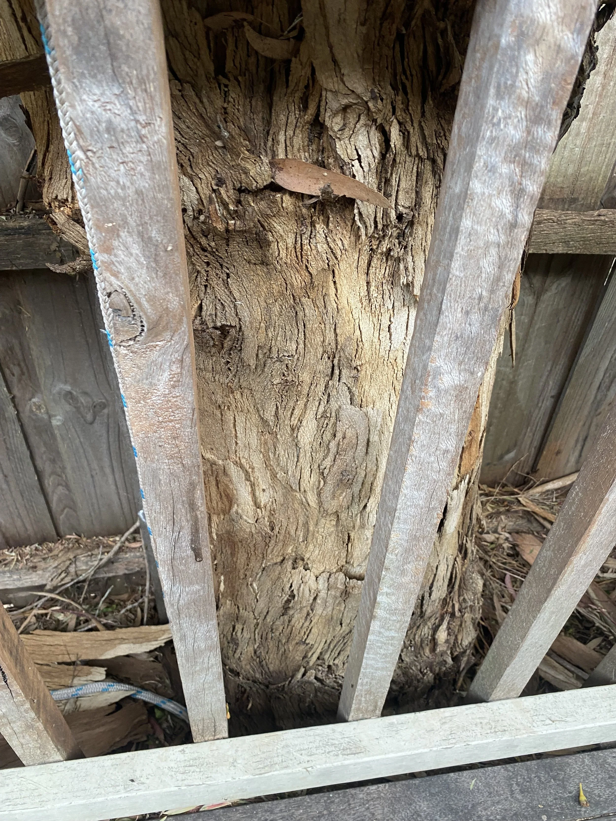 View of tree trunk and roots behind wooden and metal barrier. The trunk is visible between the bars of the barrier, with rough bark and a fallen leaf resting on it. The ground beneath has leaves and dirt.