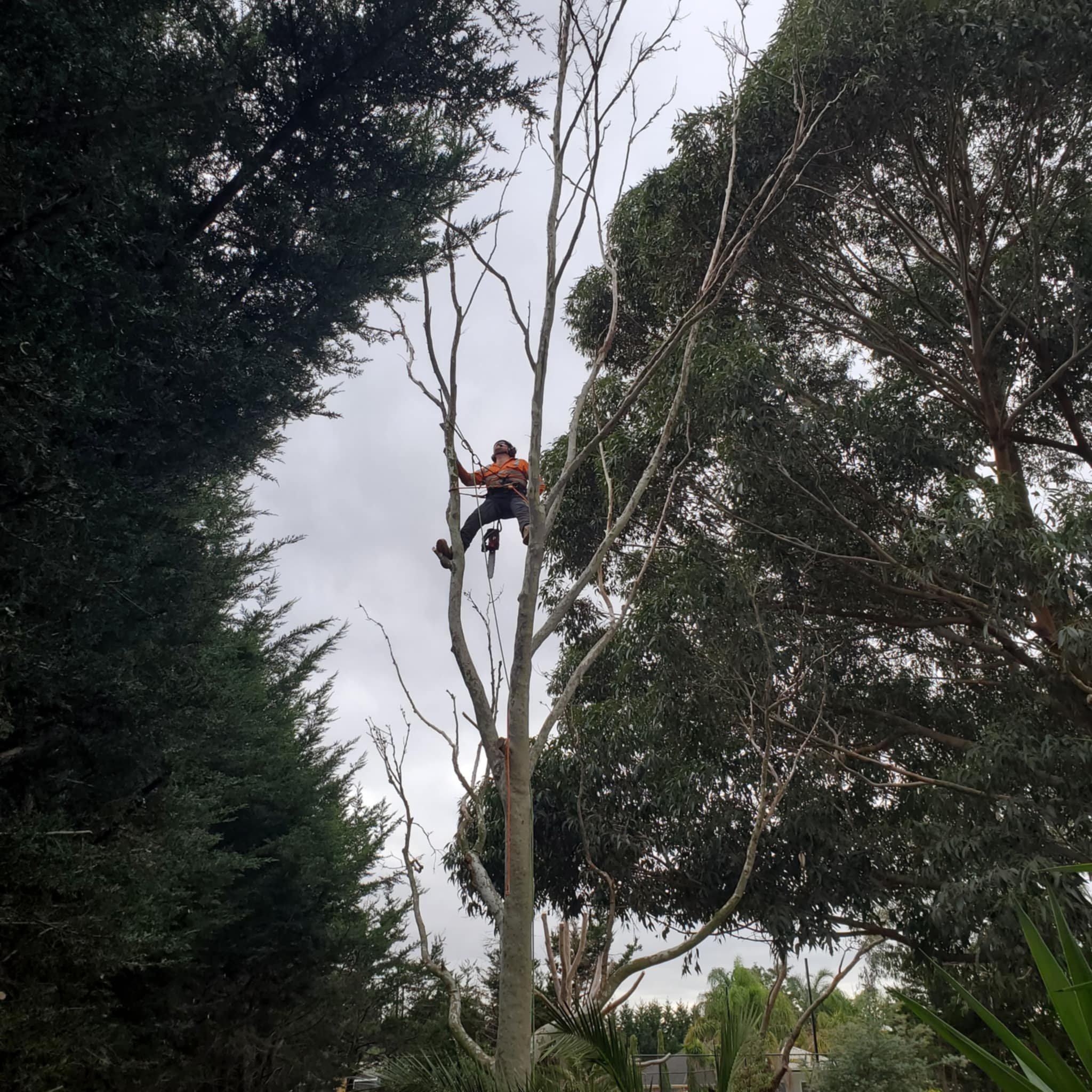 Person wearing safety harness and helmet climbing a tree with a long pole in a residential area surrounded by trees and foliage.