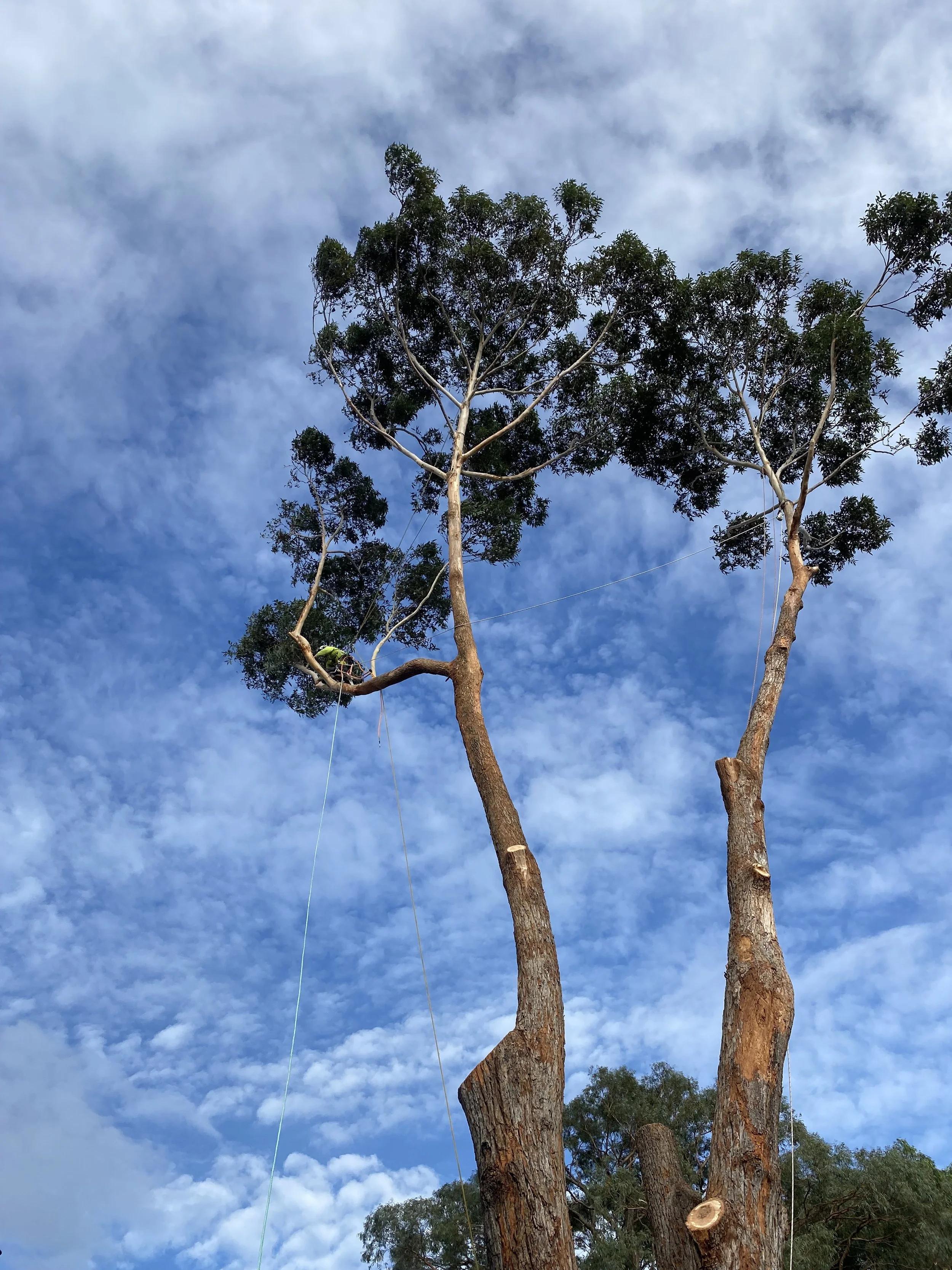 Tall tree with a light brown trunk and green leaves, set against a partly cloudy blue sky.