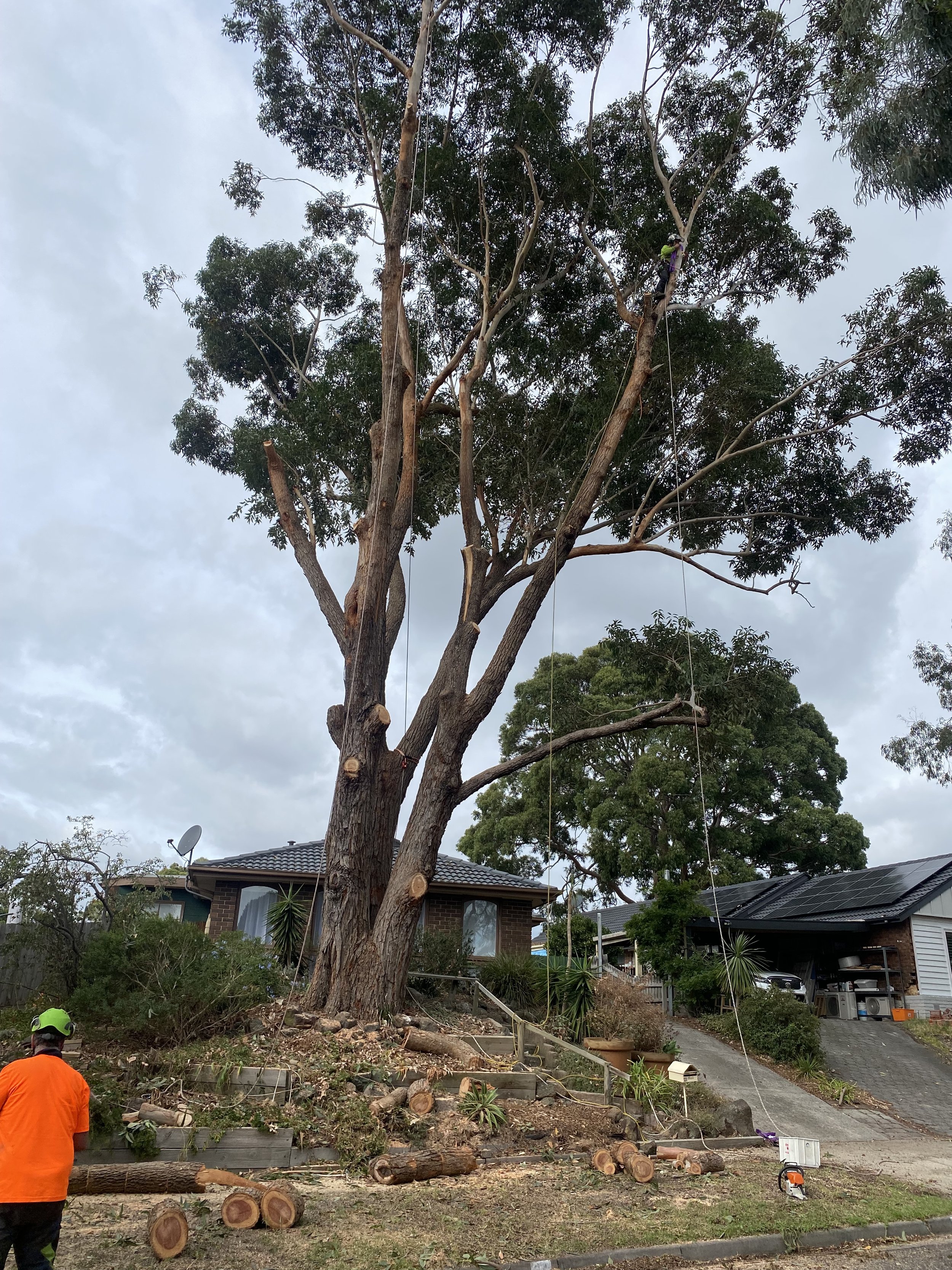 A large tree in a residential area is being cut down, with sections of the trunk and branches on the ground. Two workers in orange safety clothing and helmets are present, and chainsaws are seen on the ground nearby. The sky is cloudy, and there are 