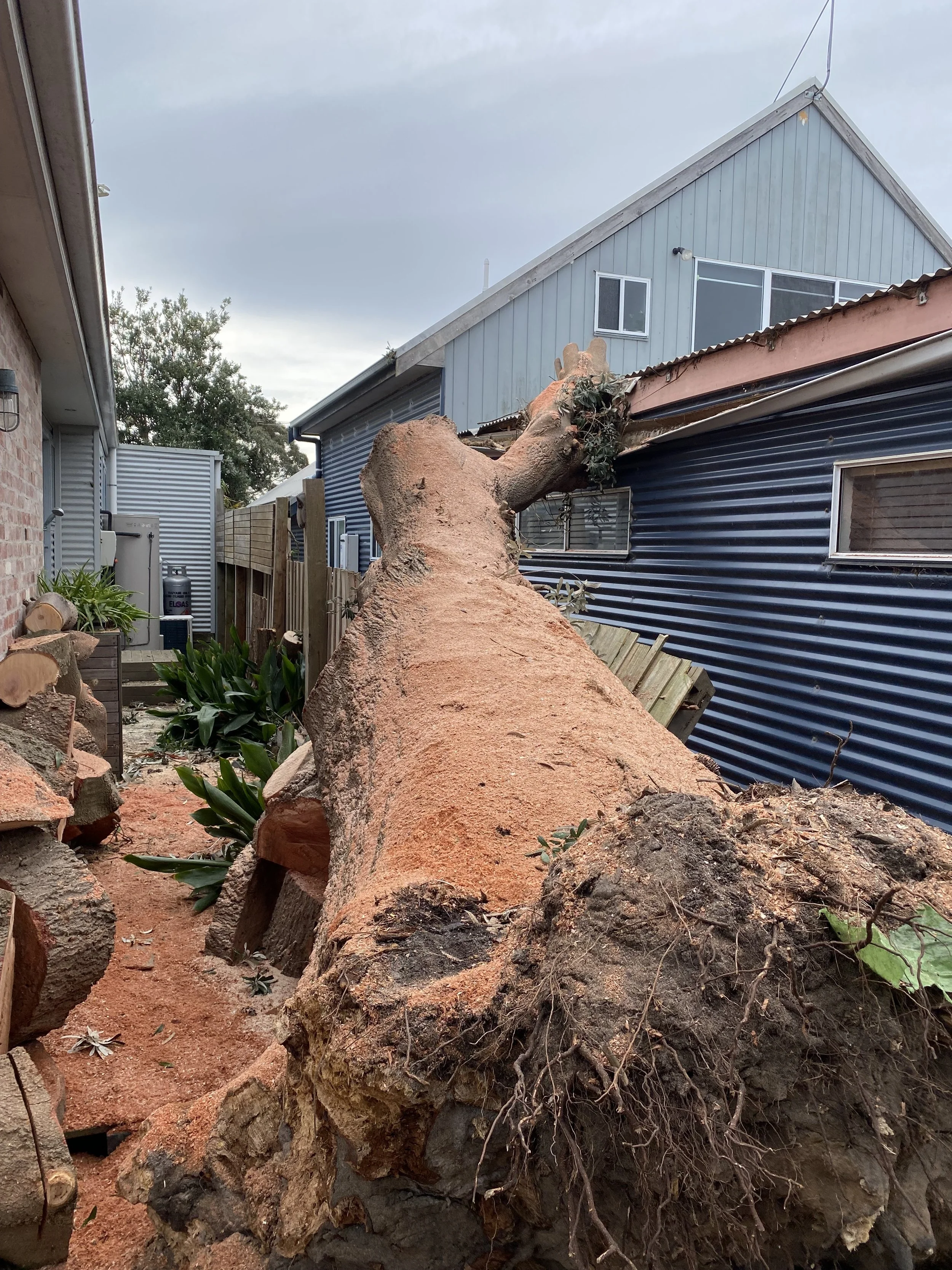 A large uprooted tree with roots and soil attached lies on the ground between two houses, with one house painted blue and the other made of brick. The tree has fallen in a narrow alleyway.