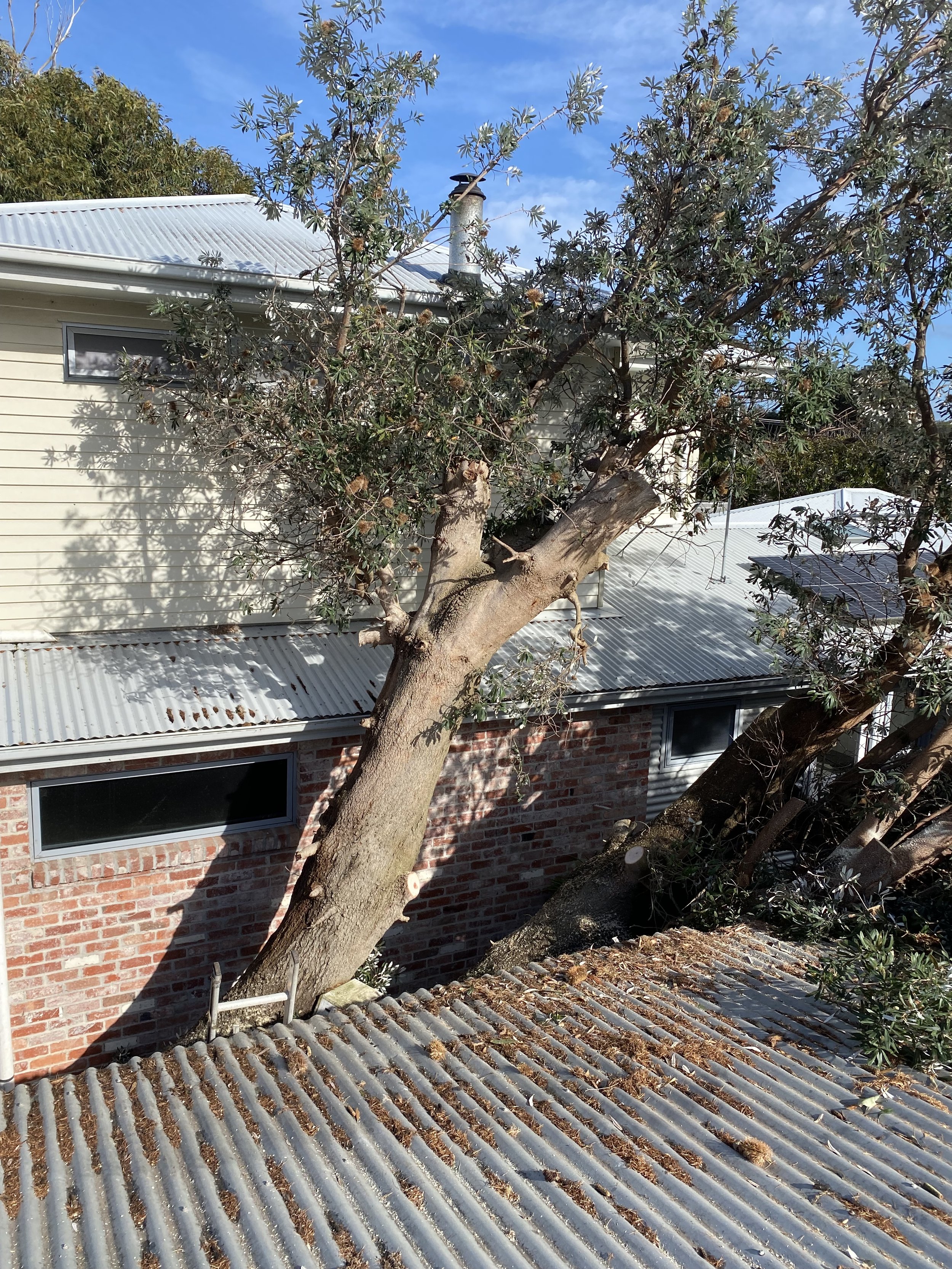 A large tree with thick branches and leaves growing in front of a house with a brick wall and a metal roof. The roof has some leaves and debris on it, and a window is visible.