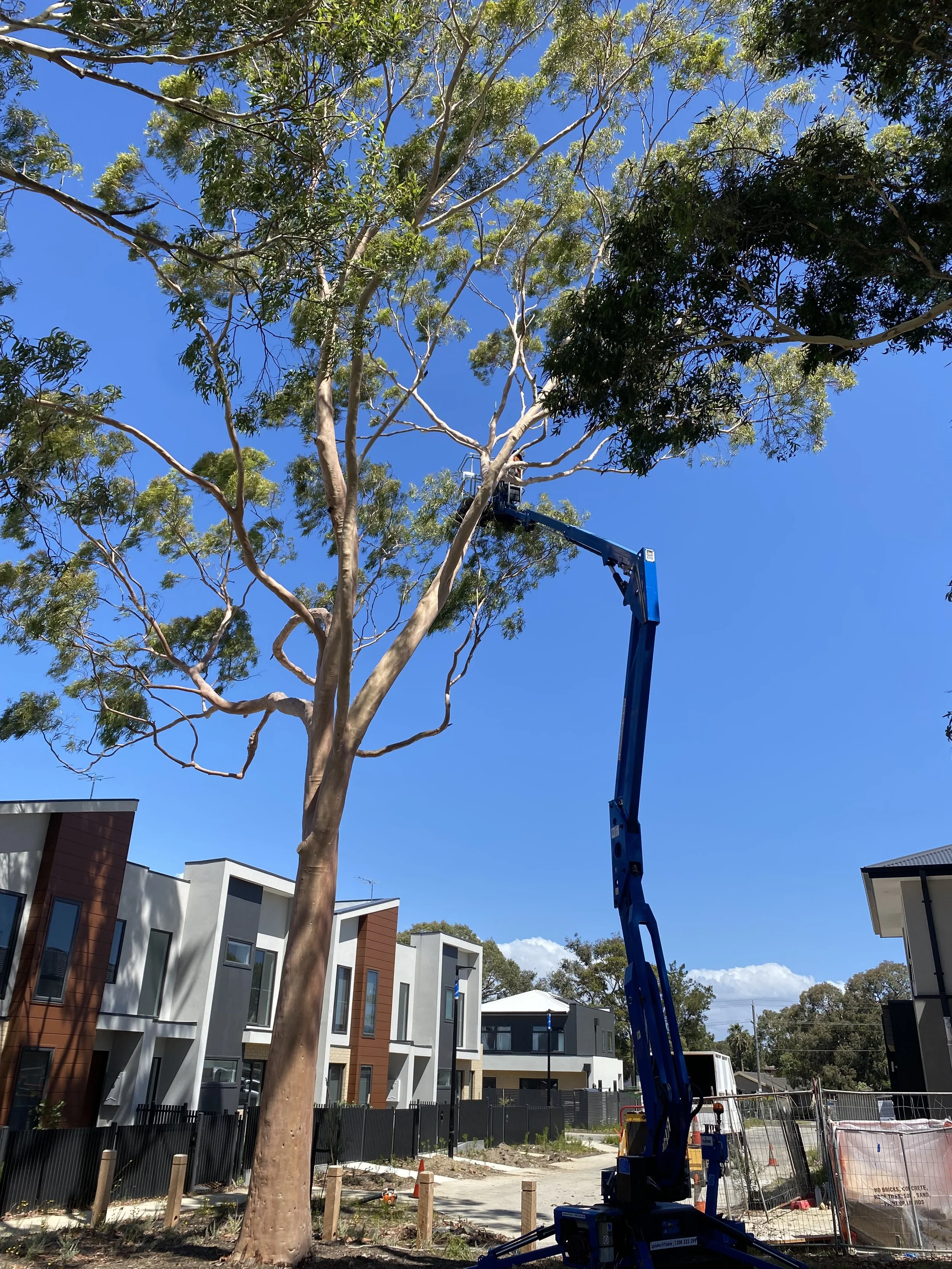 A construction crane trimming a tall tree in an urban residential area with modern apartment buildings and a clear blue sky in the background.