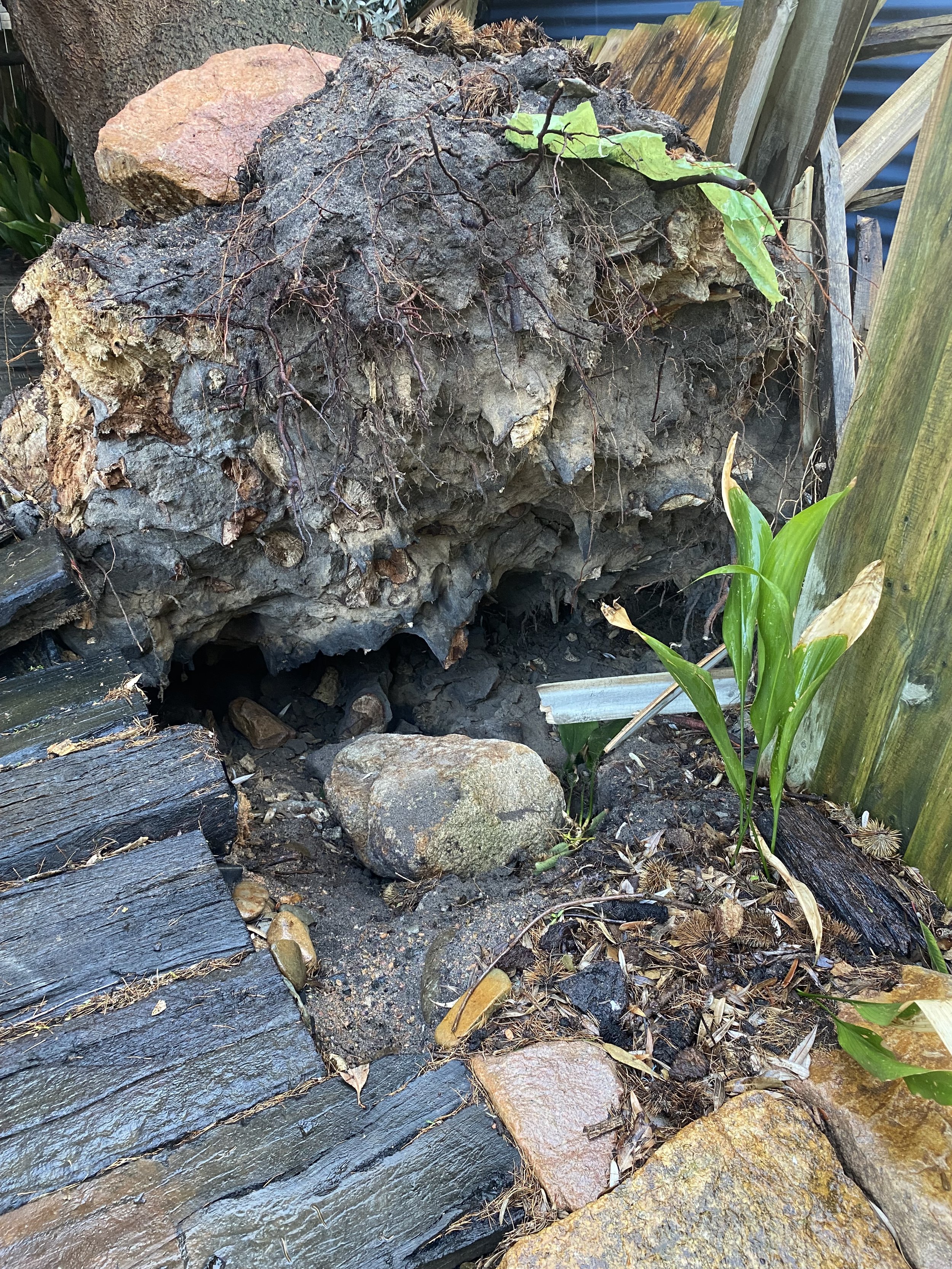Close-up of wood logs, rocks, and plants in a natural outdoor setting.
