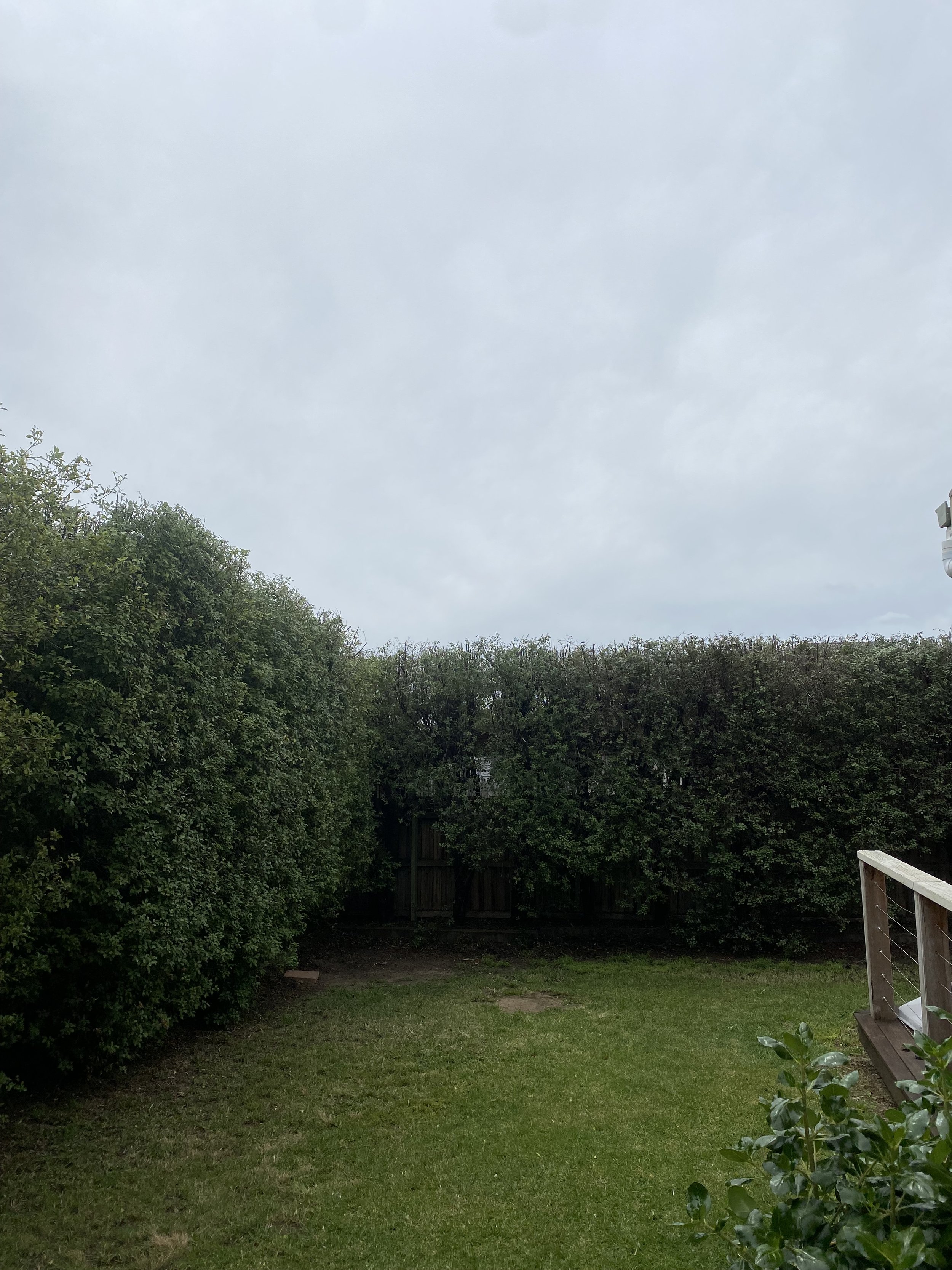 A backyard with a green lawn, surrounded by tall bushes and trees. There is a wooden fence in the background and a small deck with a railing on the right side. The sky is cloudy.