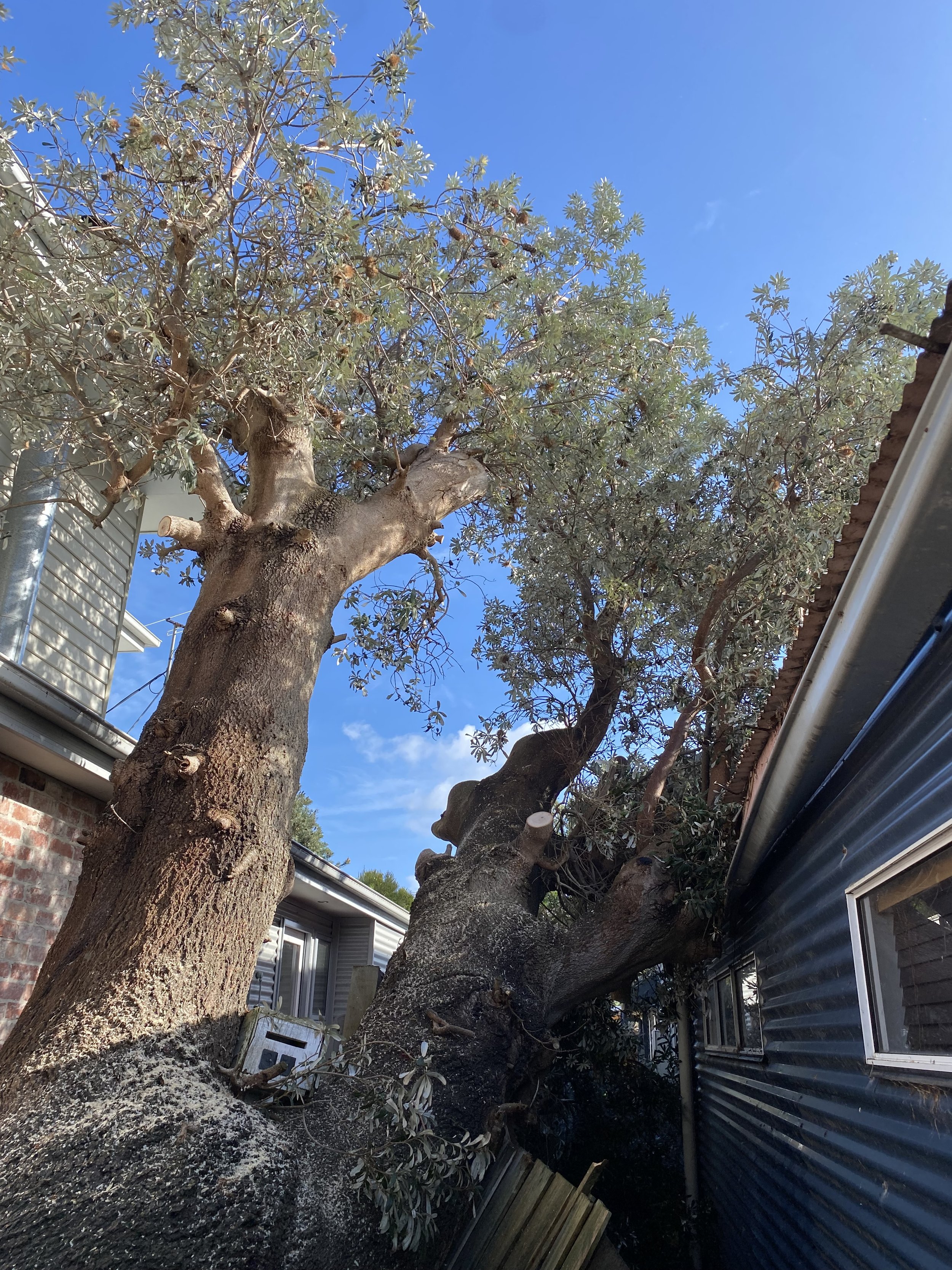Large tree with a thick trunk and dense green foliage, leaning over a house's roof and a metal fence, under a clear blue sky.