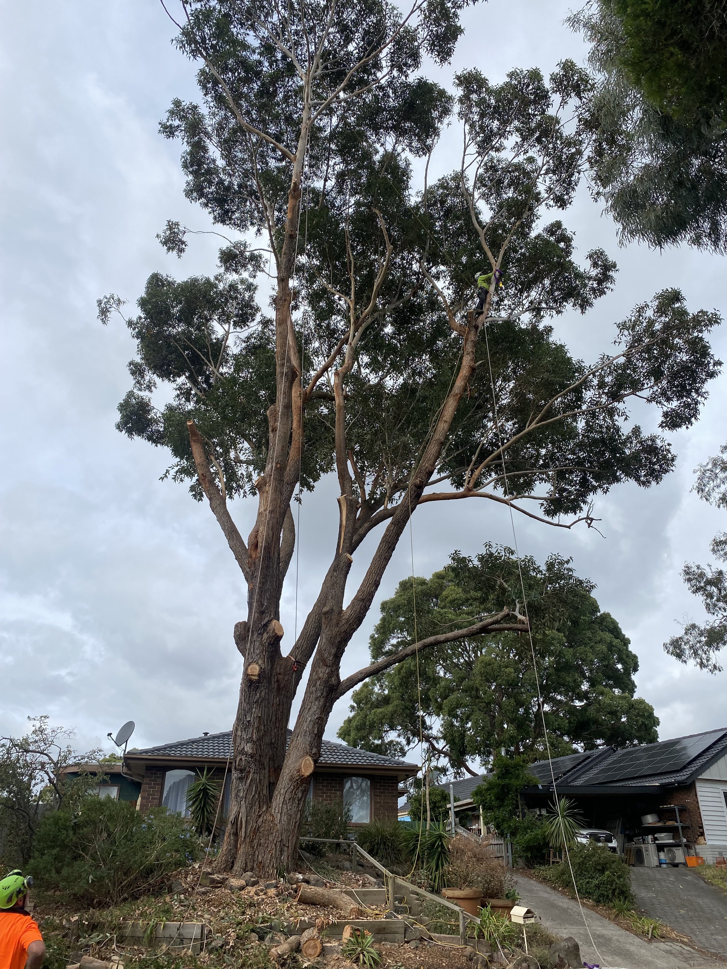 A large tree with some of its branches cut down and some supporting wires attached. There are houses in the background and a person wearing an orange shirt in the bottom left corner.