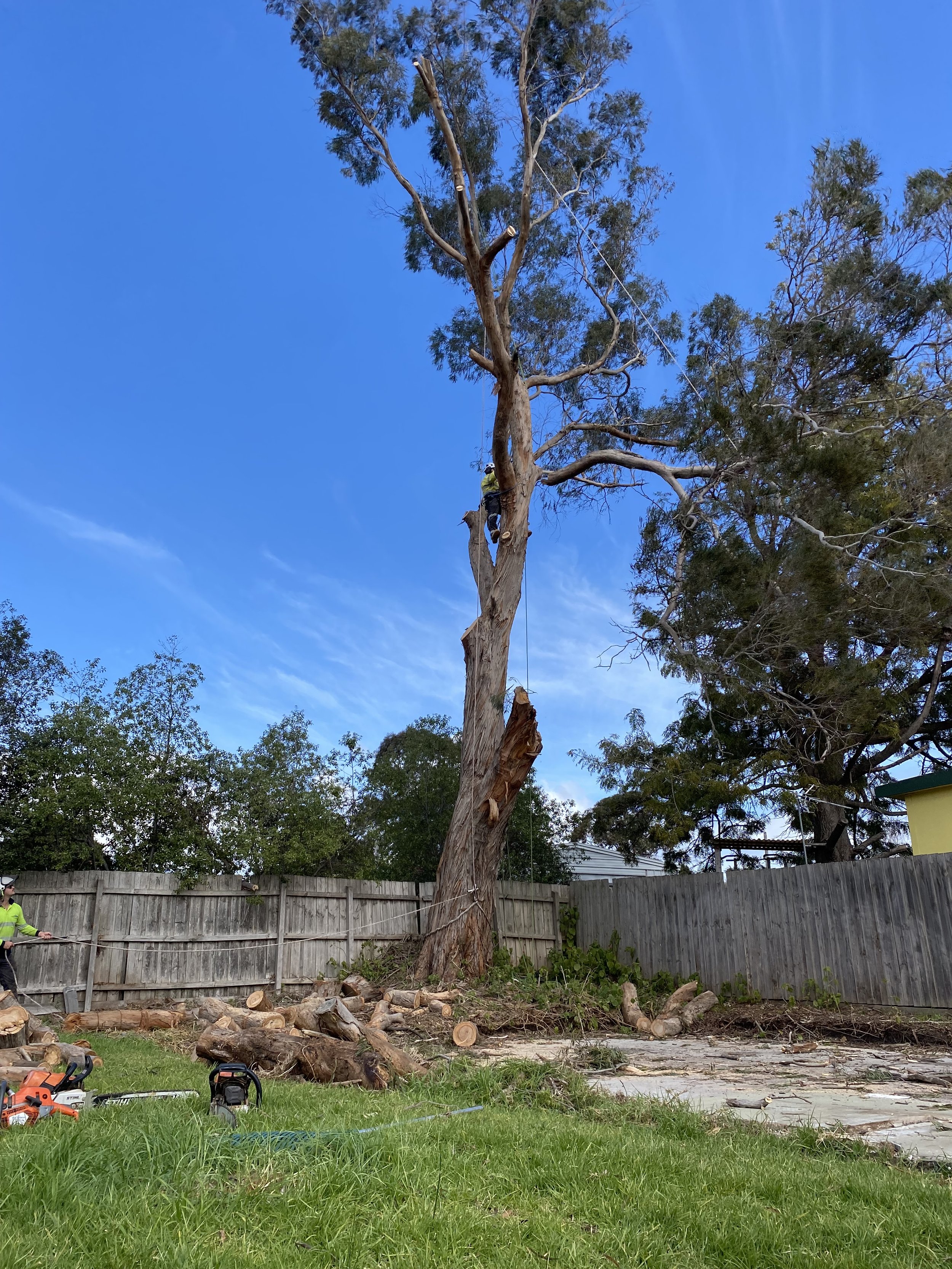 Tree removal crew cutting down a tall tree in a backyard, with logs and chainsaw equipment on the grass in the foreground and a wooden fence in the background.