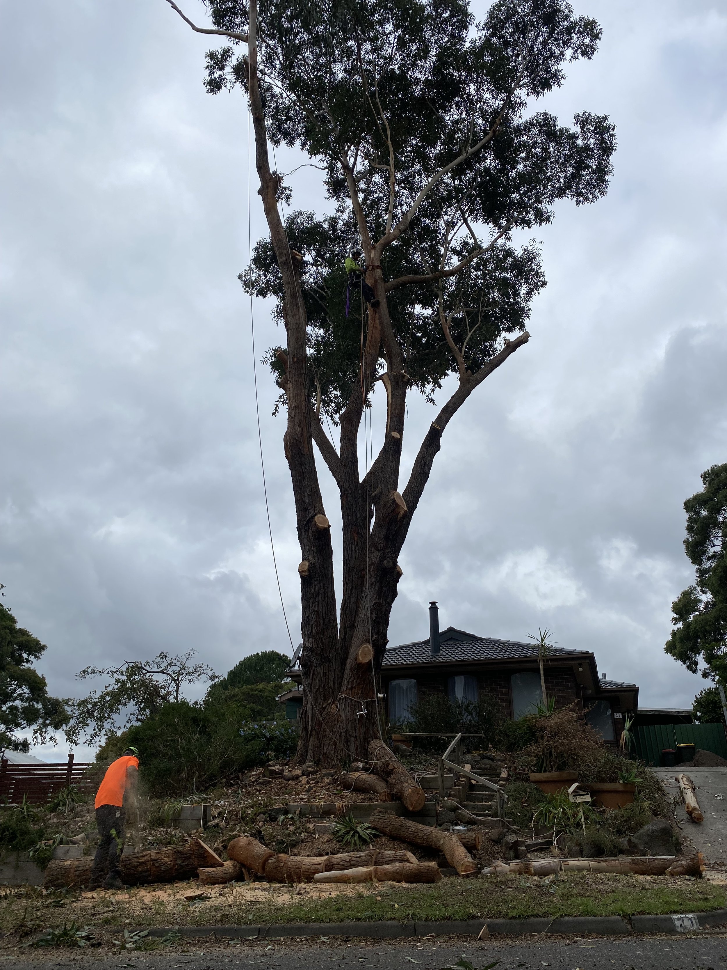 Man in orange shirt cutting fallen tree branches in front of residential house, after tree trimming or storm damage.