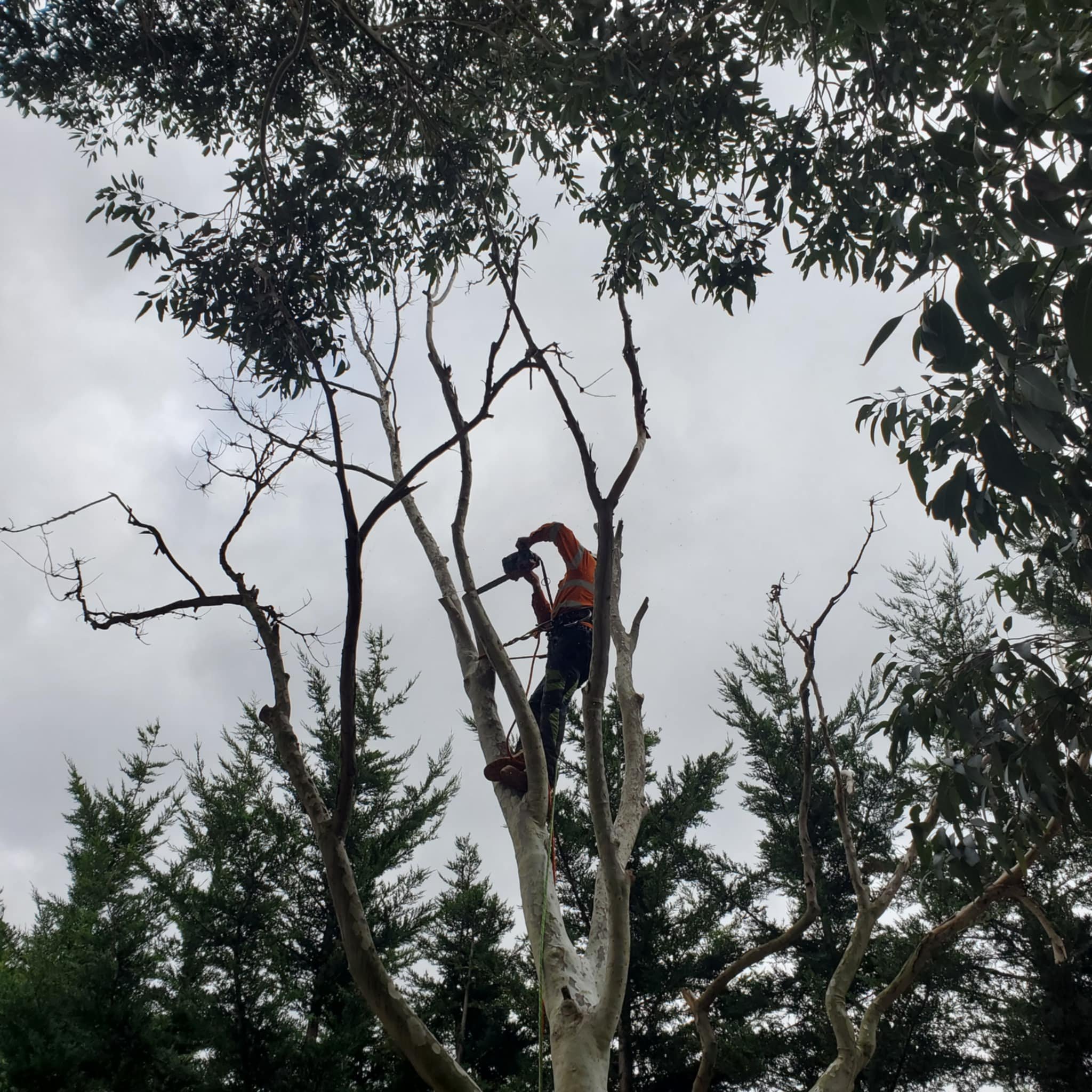 Person trimming tree branches with ladder in a backyard, surrounded by other trees and overcast sky.