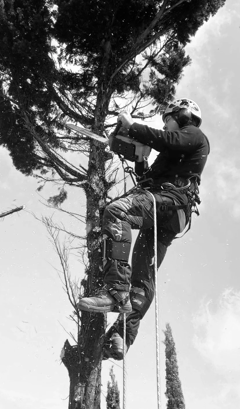 A person wearing safety gear, including a helmet and harness, cutting a tree with a chainsaw.
