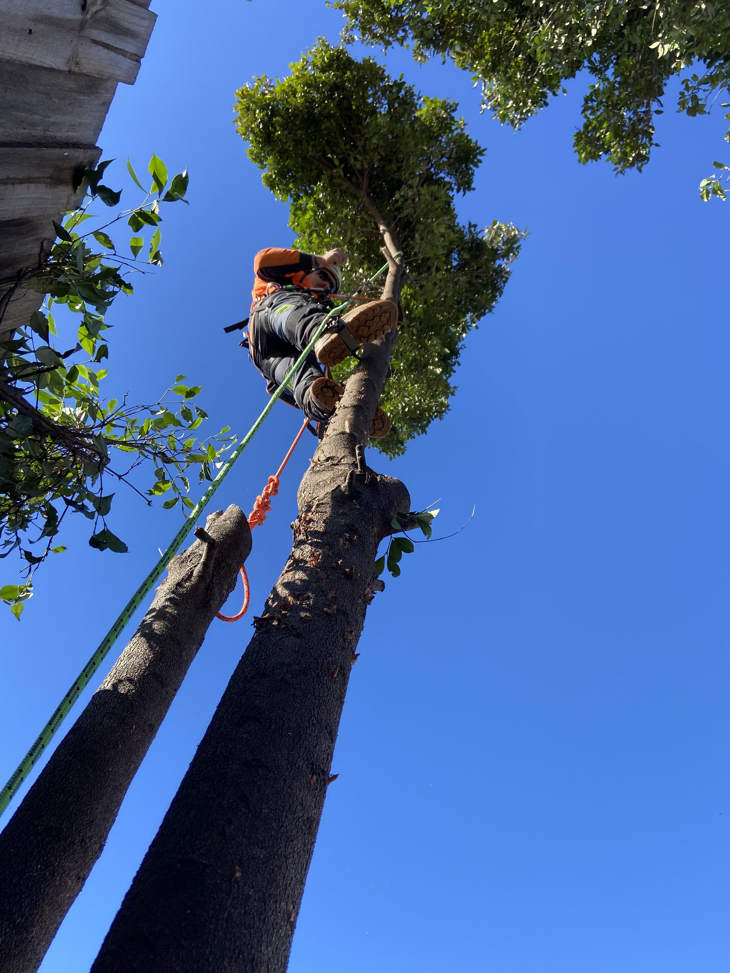 A person climbing a tall tree with a safety harness and ropes, against a clear blue sky.