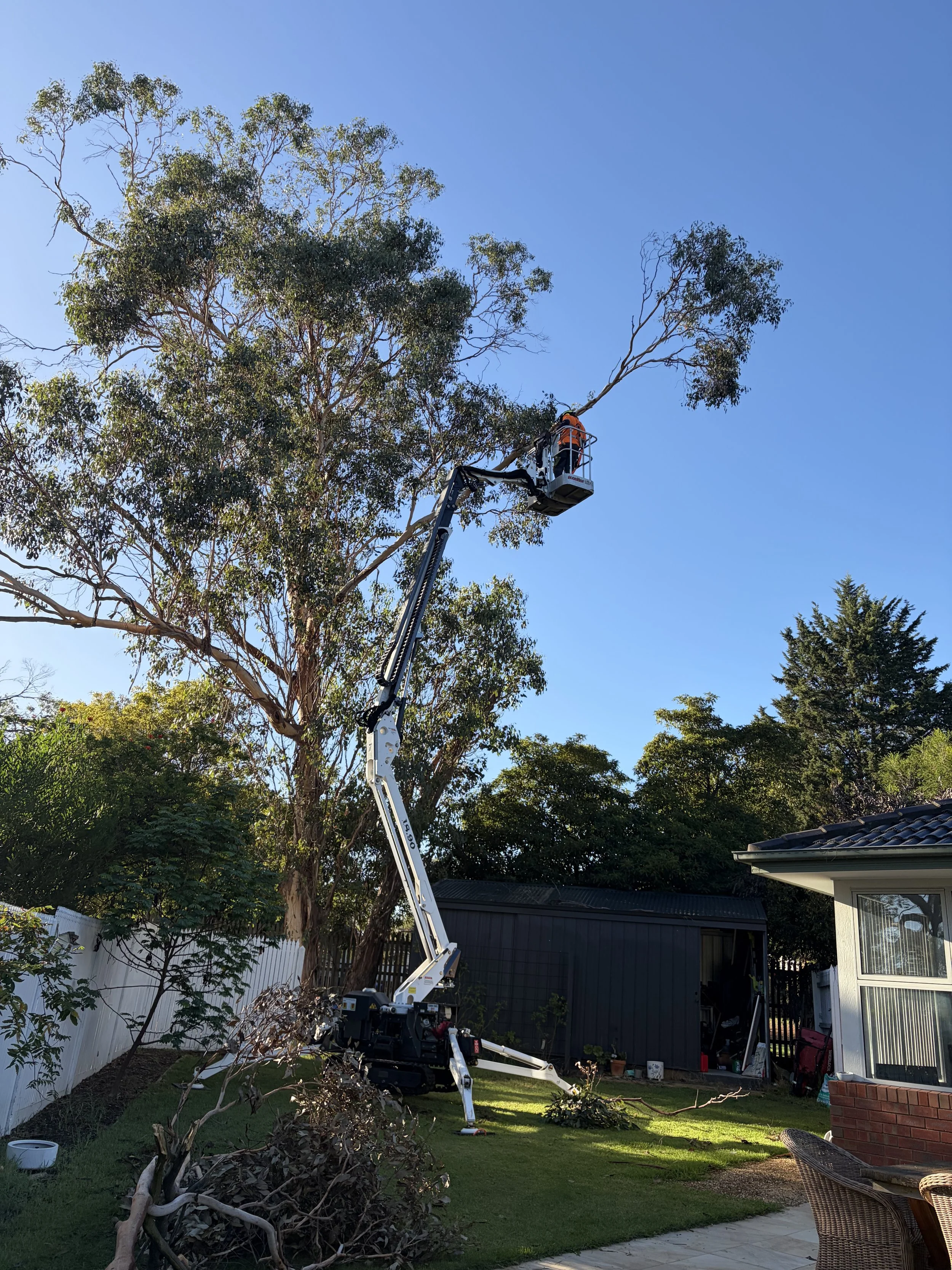 Person operating a cherry picker in a backyard to trim or remove branches from a tall tree.