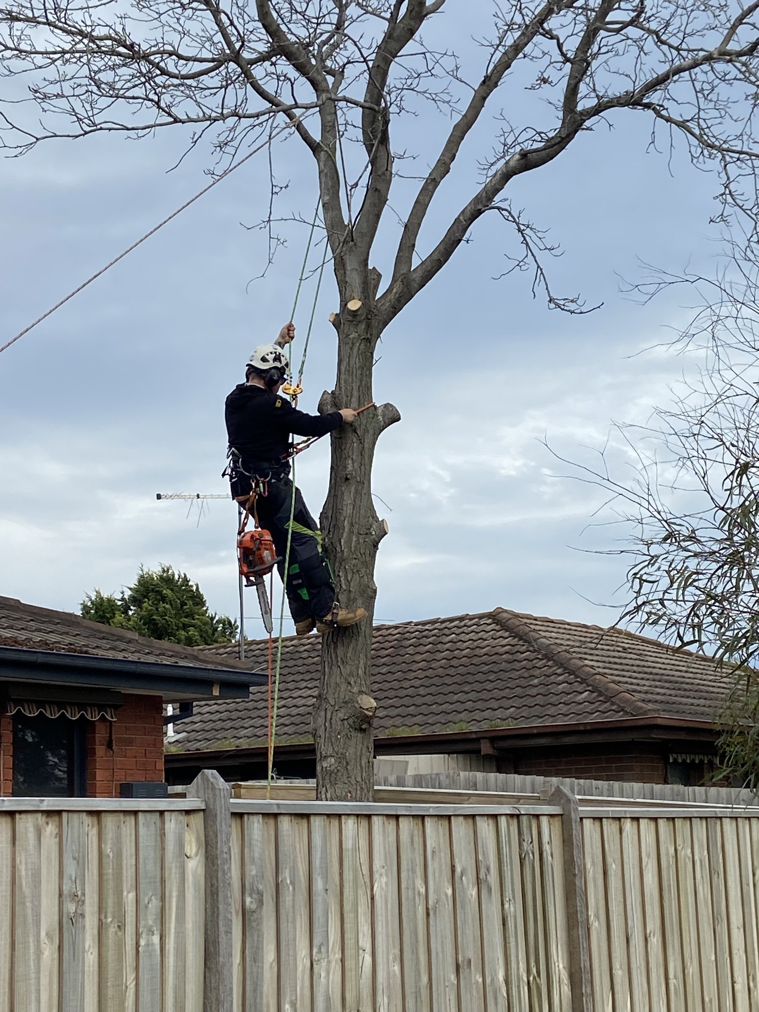 A worker wearing a helmet and safety harness is cutting a large tree with a chainsaw while standing on a tree branch, with a suburban house and wooden fence in the background.