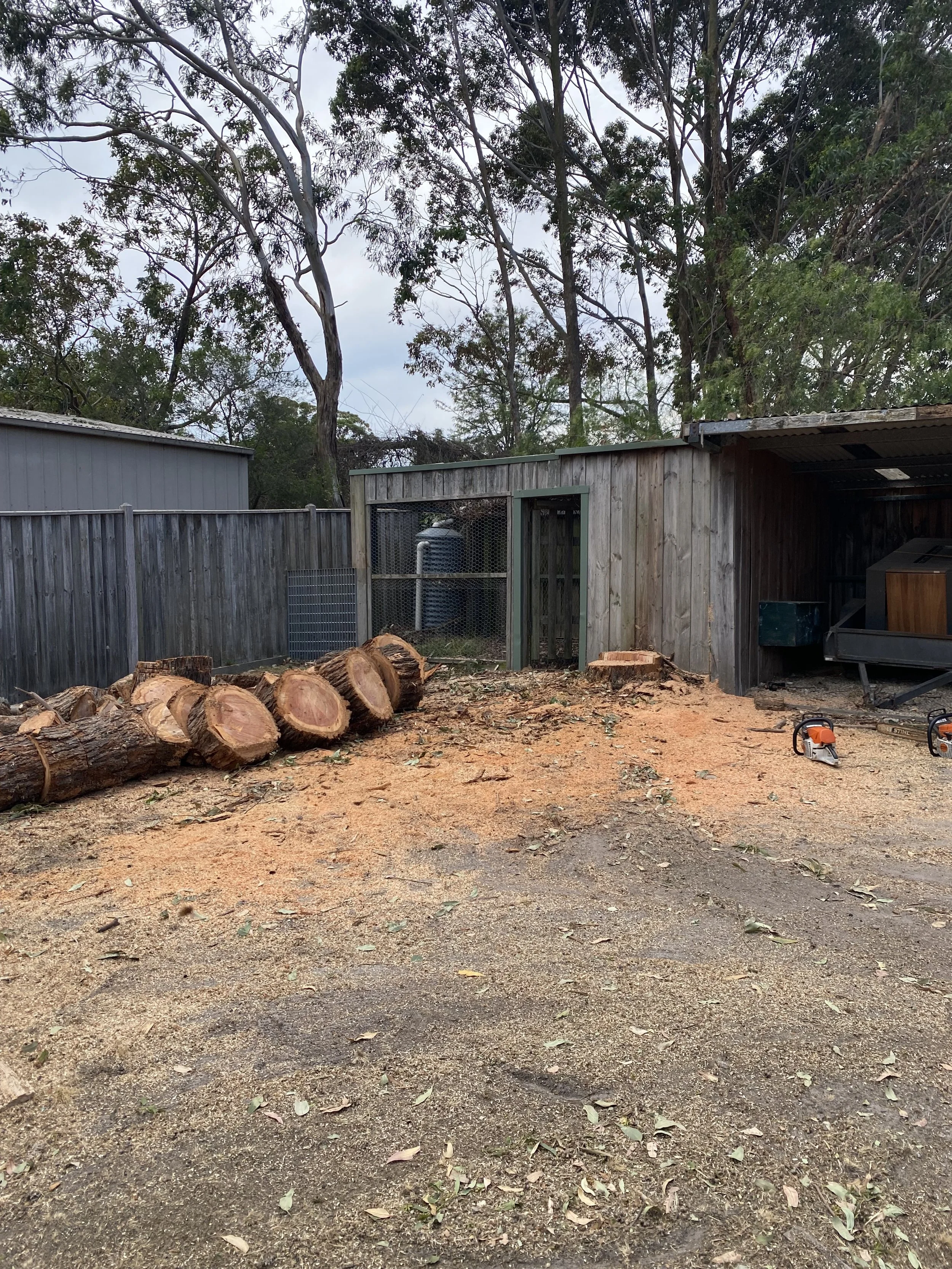 A backyard scene with a wooden fence, a shed, a pile of cut logs, and trees in the background. The ground is covered with dirt and scattered leaves, and there are chainsaws on the ground.