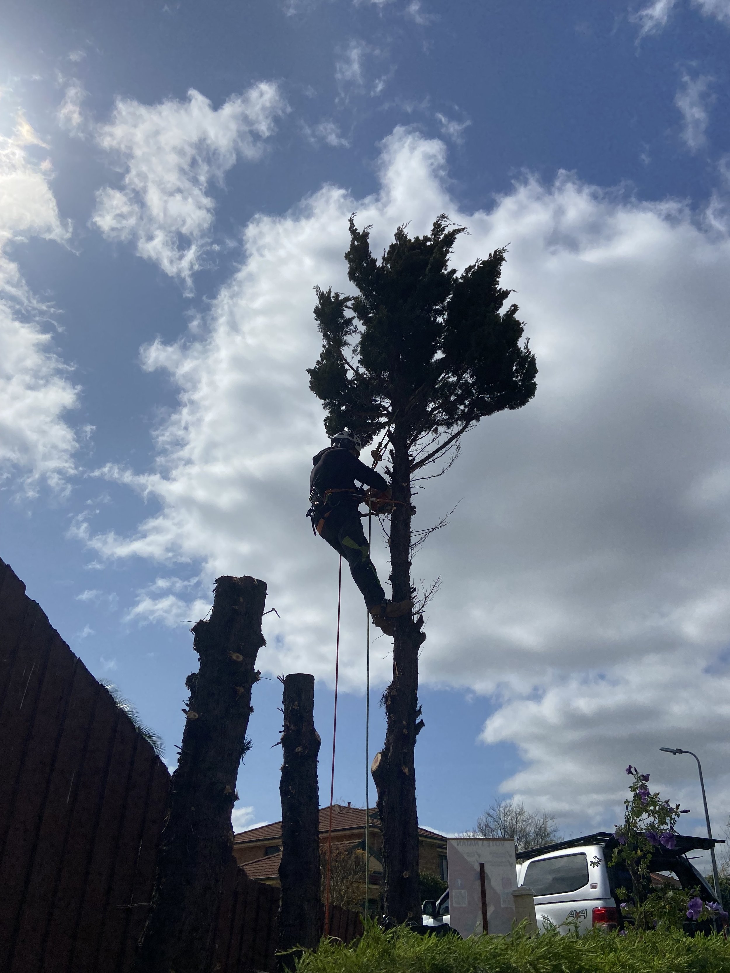 Person climbing a tall tree with safety equipment in a residential area under a cloudy sky.