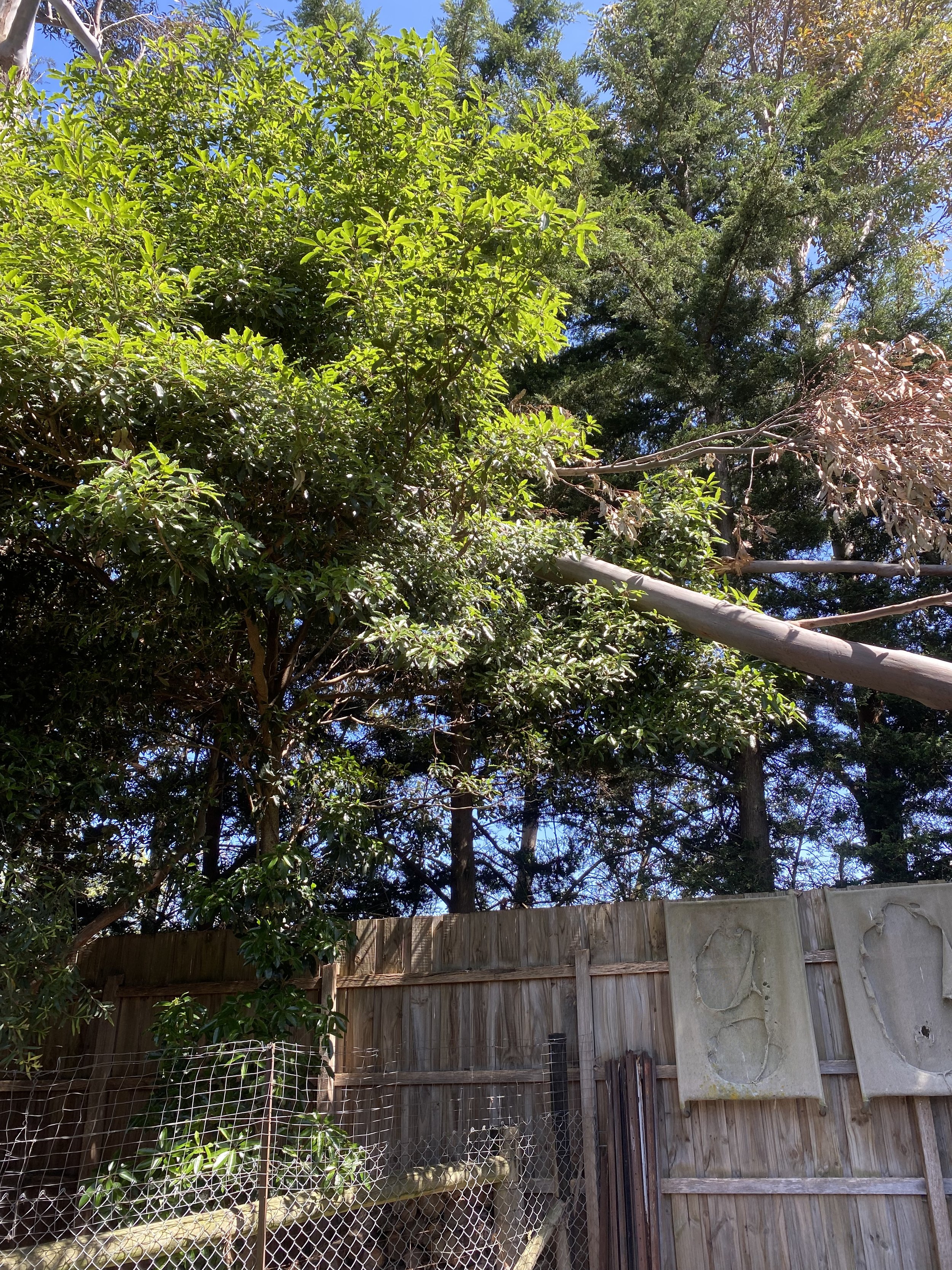A backyard scene with a tall wooden fence, trees with green foliage, a section of a stone wall, and a small enclosed animal area with a wire fence and rocks at the bottom, under a clear blue sky.
