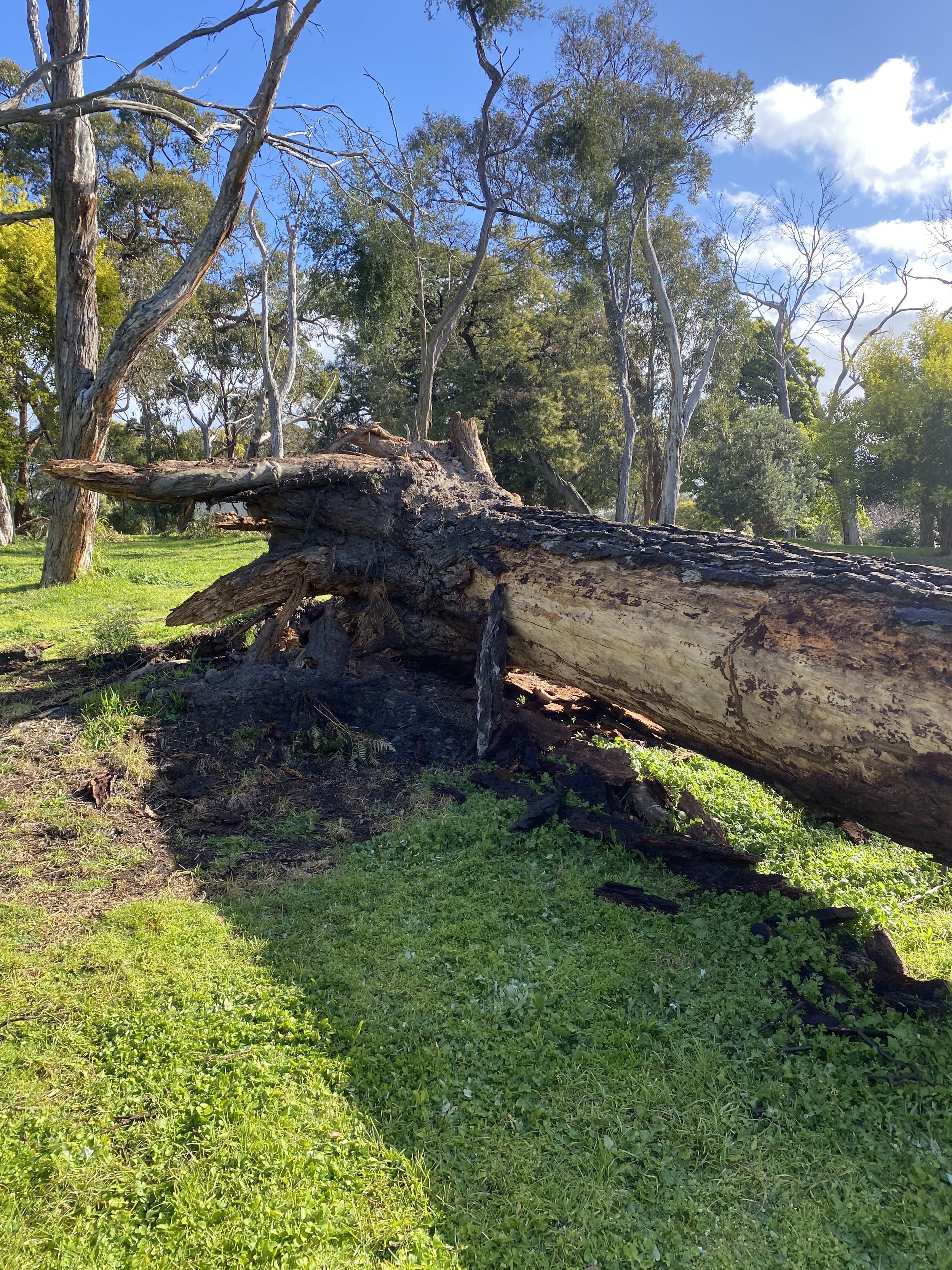 A fallen tree trunk resting on the ground in a grassy area, with tall trees and a bright blue sky with white clouds in the background.
