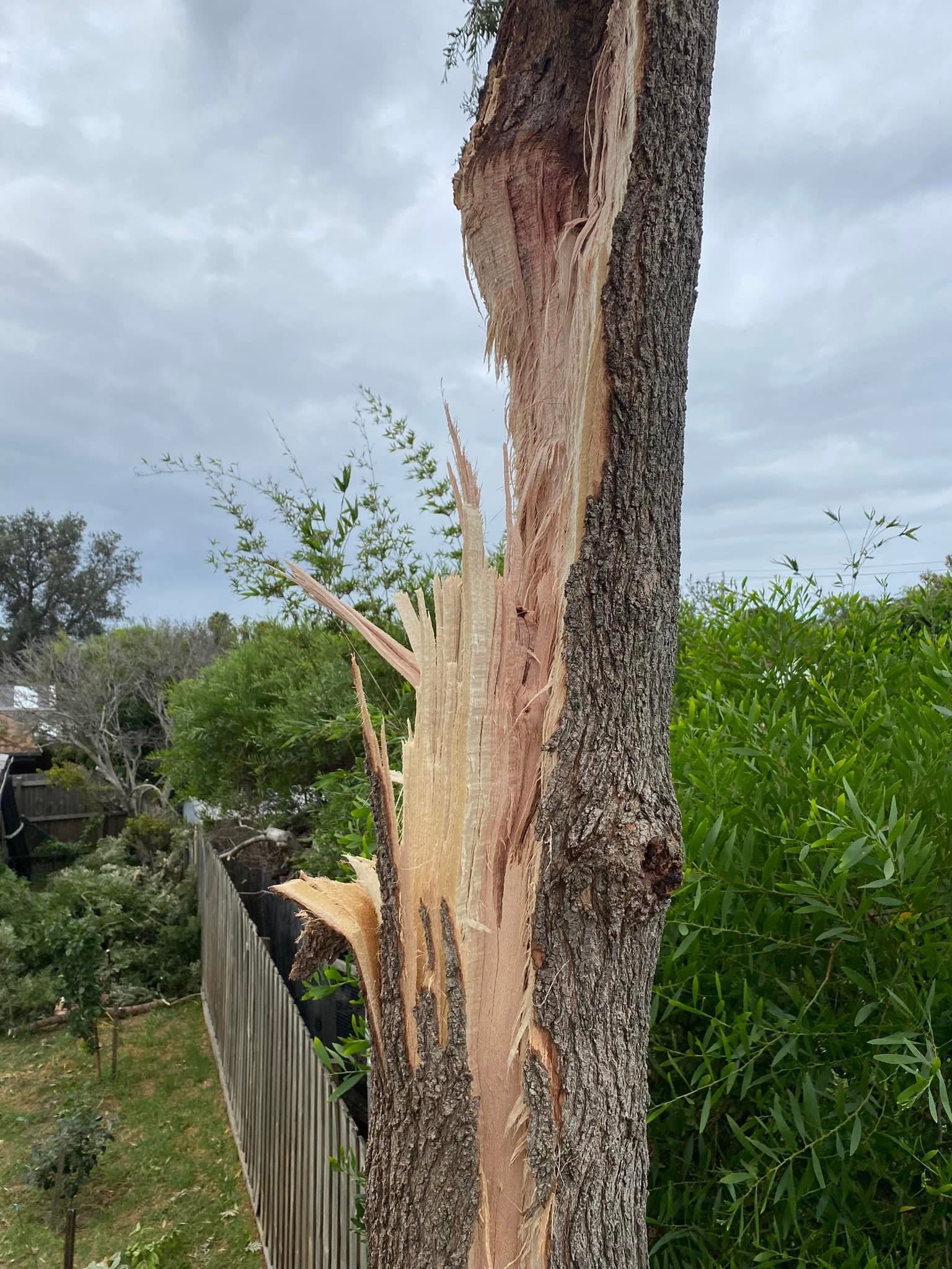 A tree with a large section of its bark stripped away, exposing the lighter wood underneath. The tree is situated outdoors with a cloudy sky, bushes, and a wooden fence in the background.