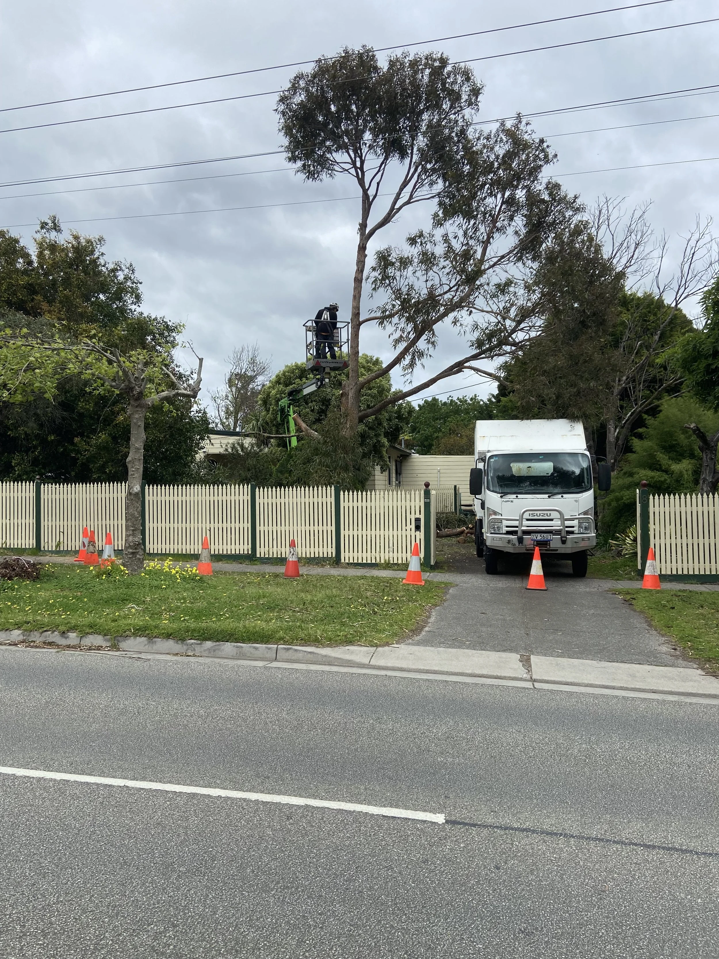 Tree trimming or maintenance work being done on a tall tree using a cherry picker lift, with a truck parked nearby and orange safety cones on the road.
