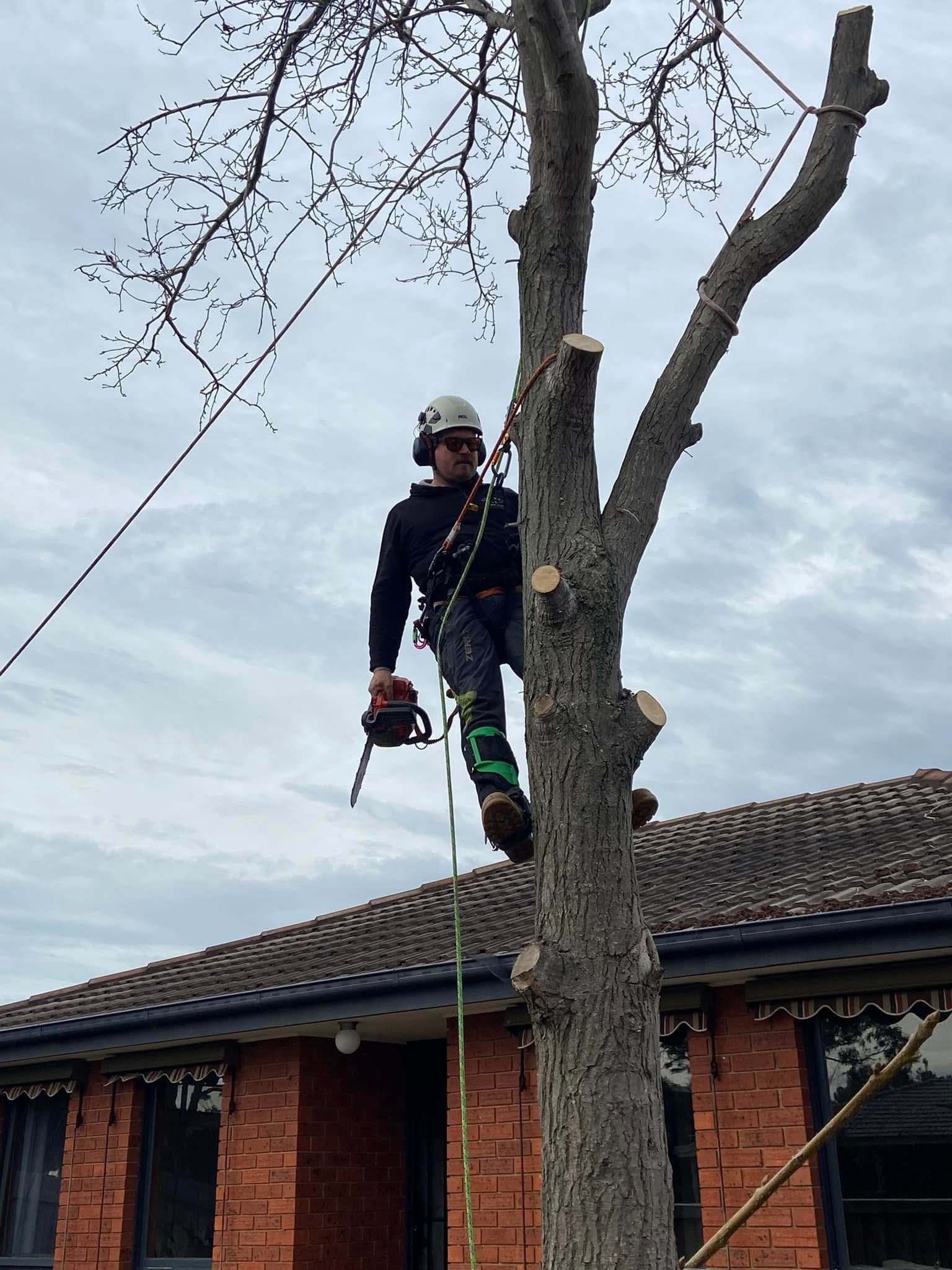 A man wearing a helmet, sunglasses, and safety gear is climbing a large tree with some branches cut. He is holding a chainsaw and is positioned about halfway up the tree. The background shows a house with a brick exterior, windows, and a roof with sh