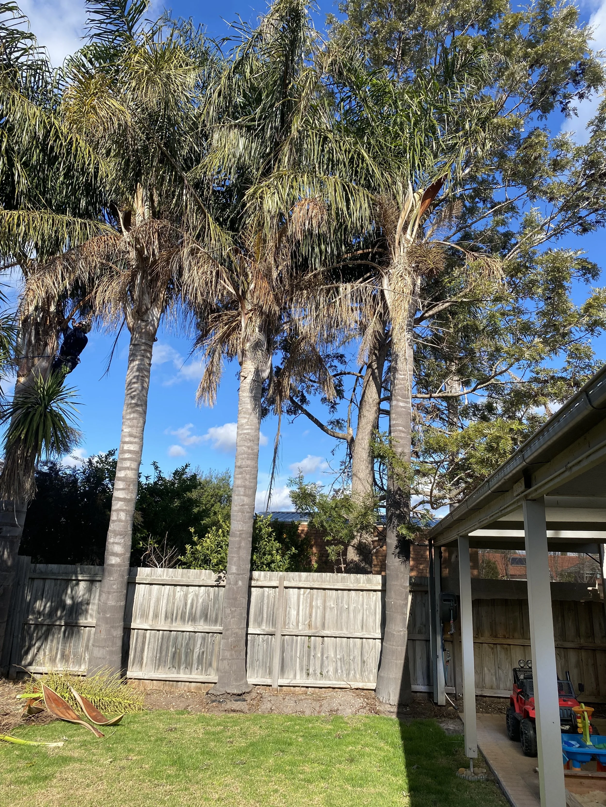 Backyard with four tall palm trees, wooden fence, green grass, and a covered patio area with toys and gardening tools.