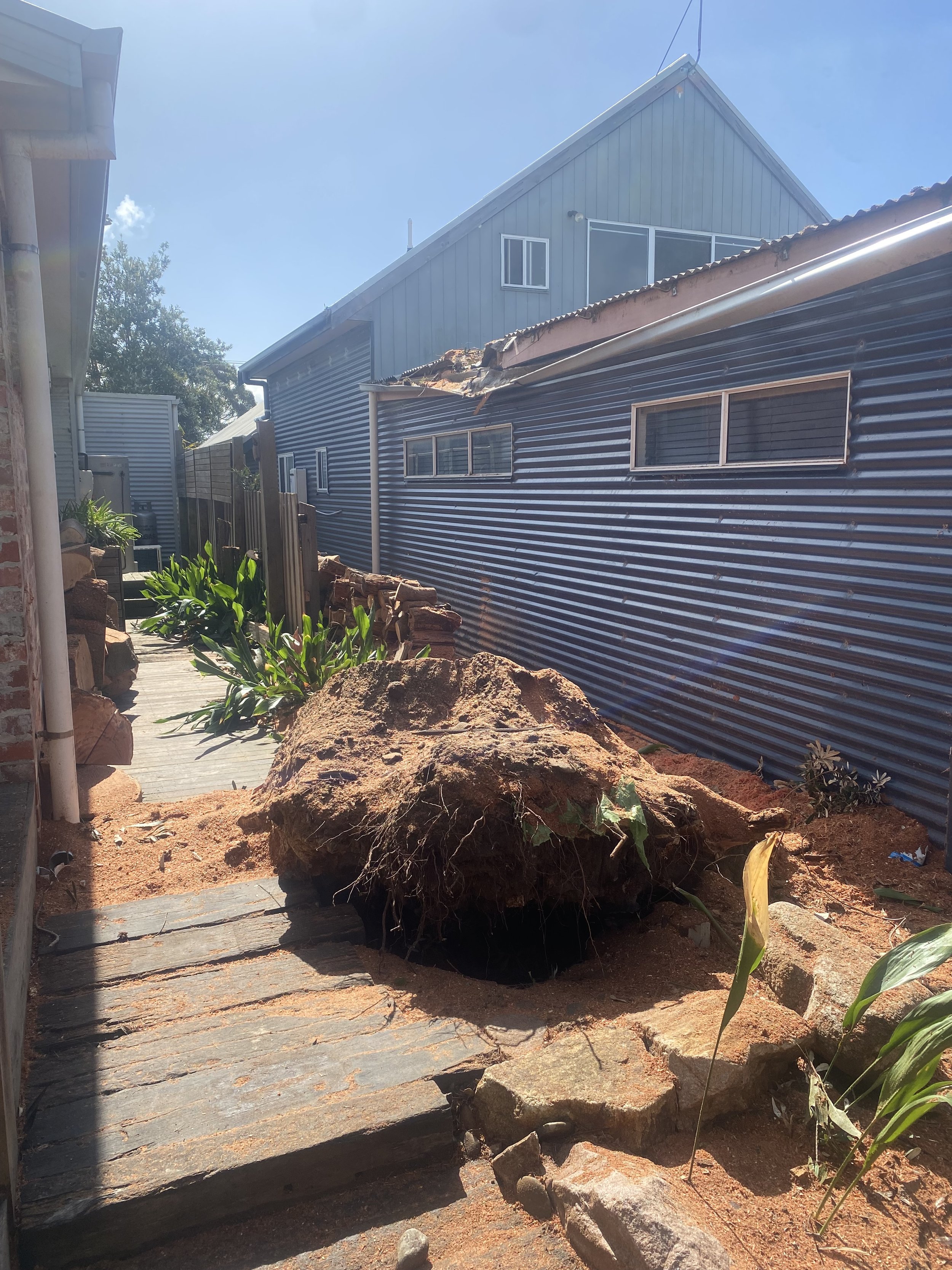 A large uprooted tree with roots exposed lying on a dirt pathway in a backyard between two houses, one with corrugated metal siding and the other with wooden siding, under a bright sunny sky.