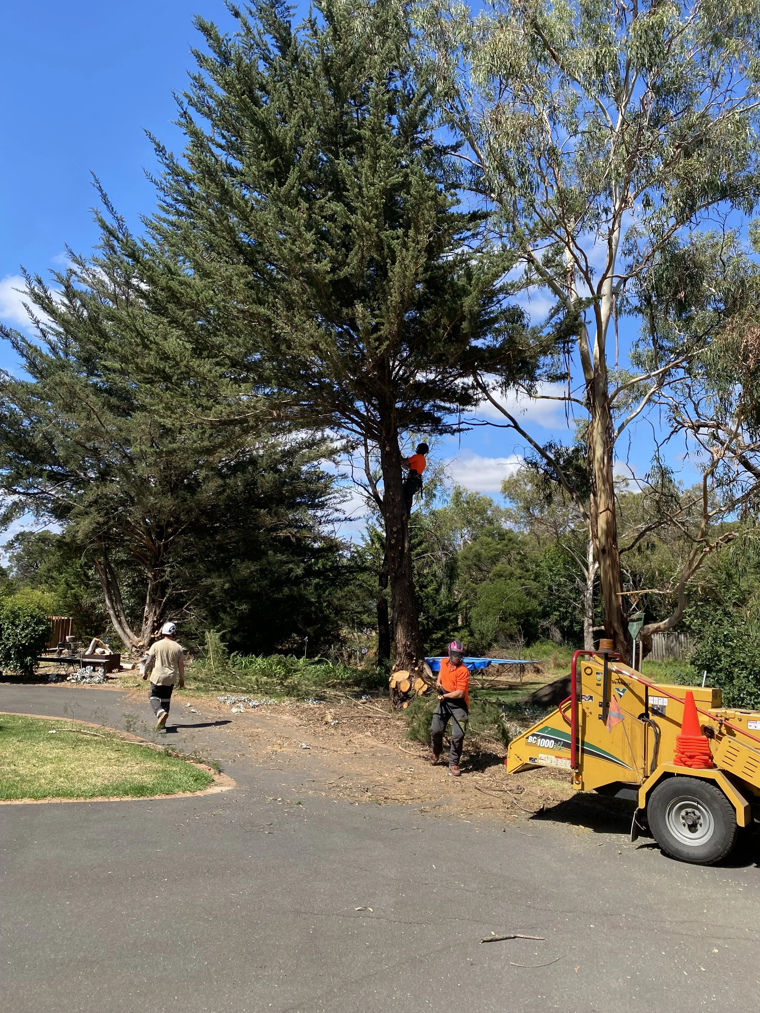 Tree trimming workers removing branches from tall trees in a park, with a wood chipper nearby and a worker climbing a tree with safety equipment.