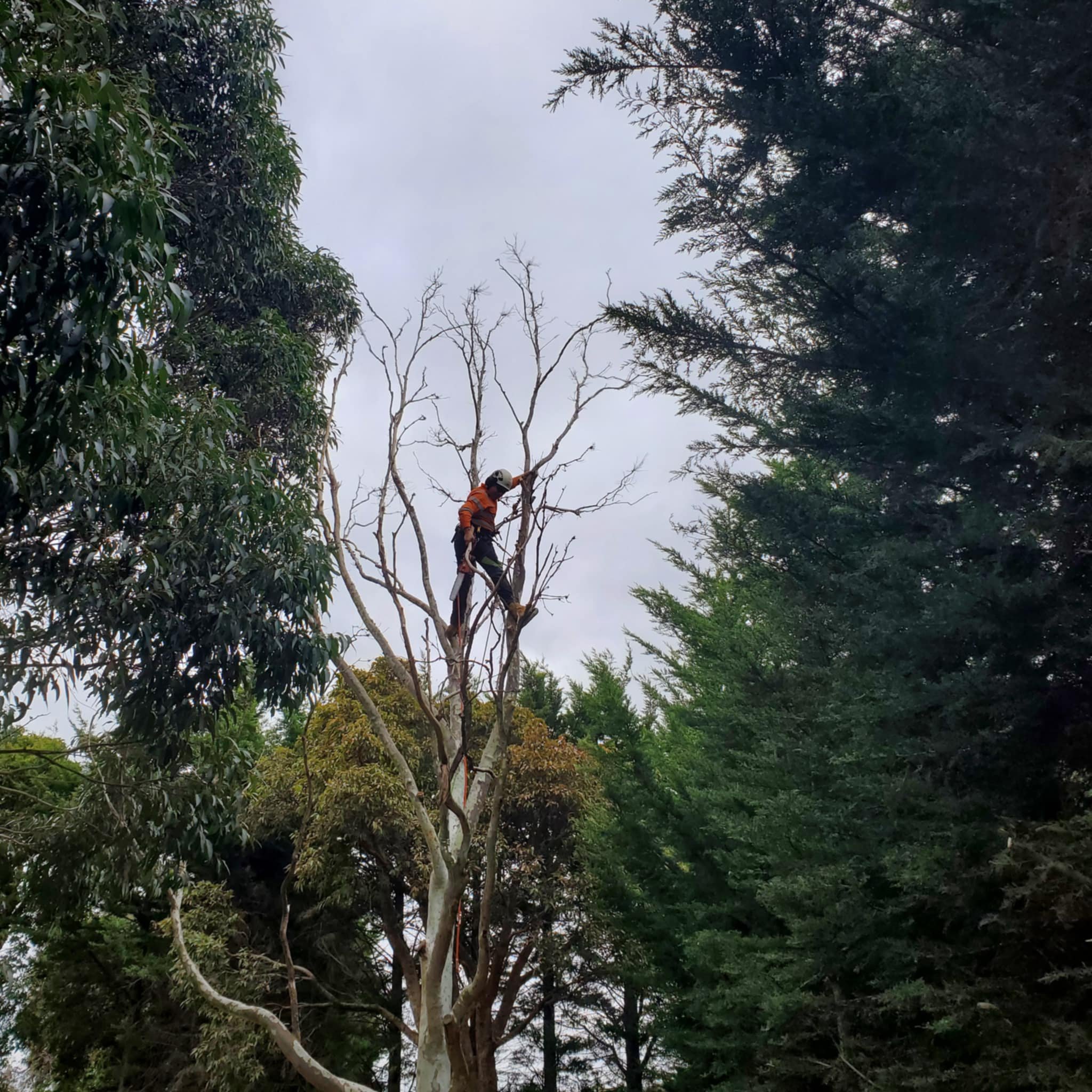 Tree technician wearing an orange safety jacket and helmet working on a tall tree amidst green foliage under a cloudy sky.