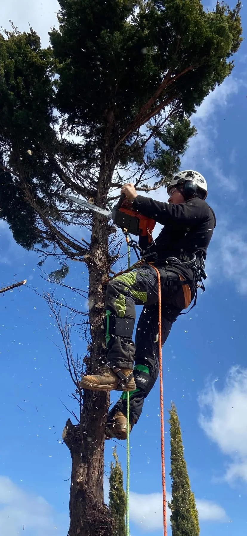 A person wearing safety gear, including a helmet and harness, is chopping a tall tree with a chainsaw against a blue sky with some clouds.