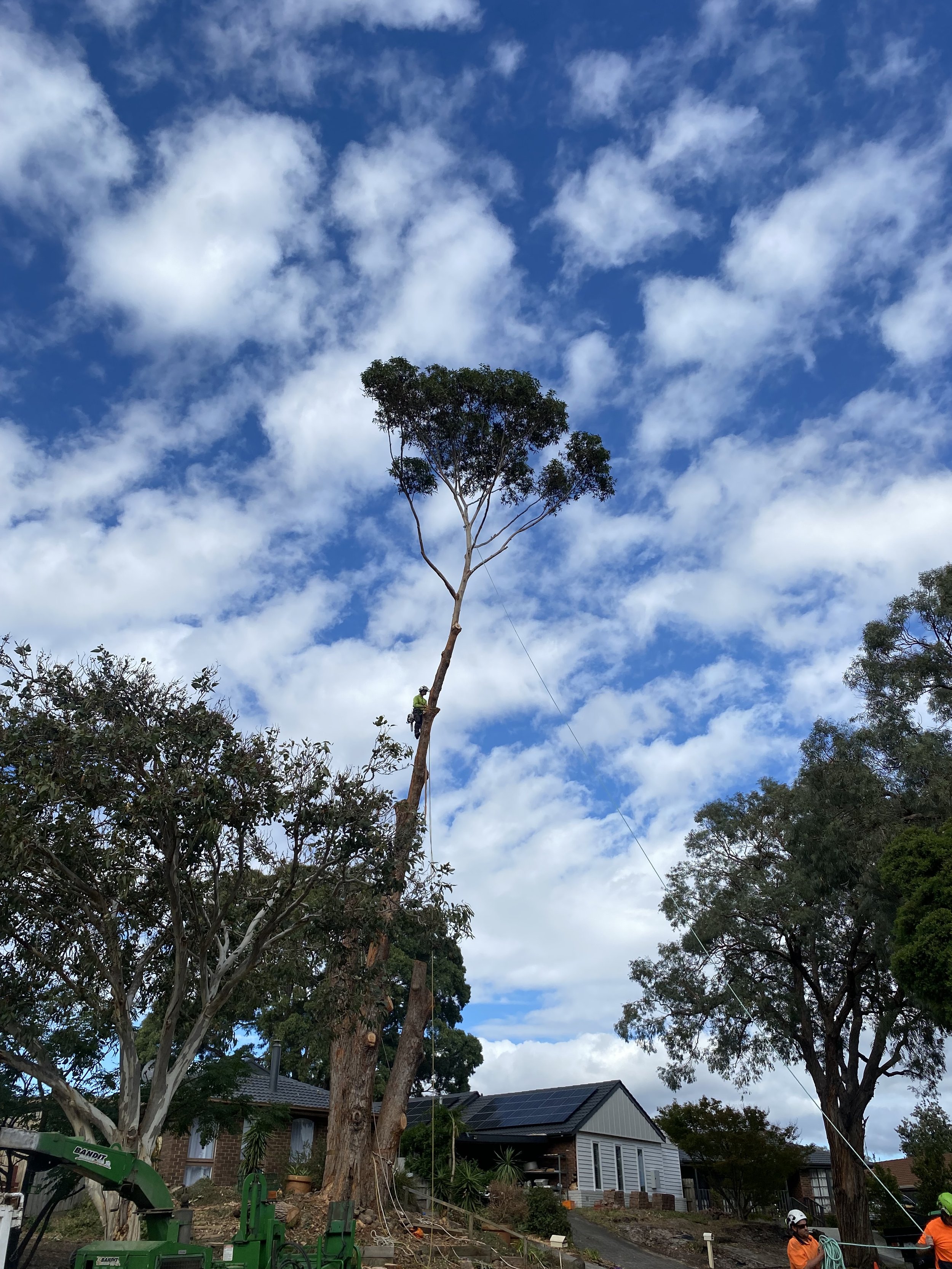 A person climbing a tall tree with a safety harness and helmet. The sky is partly cloudy with white clouds and blue sky.