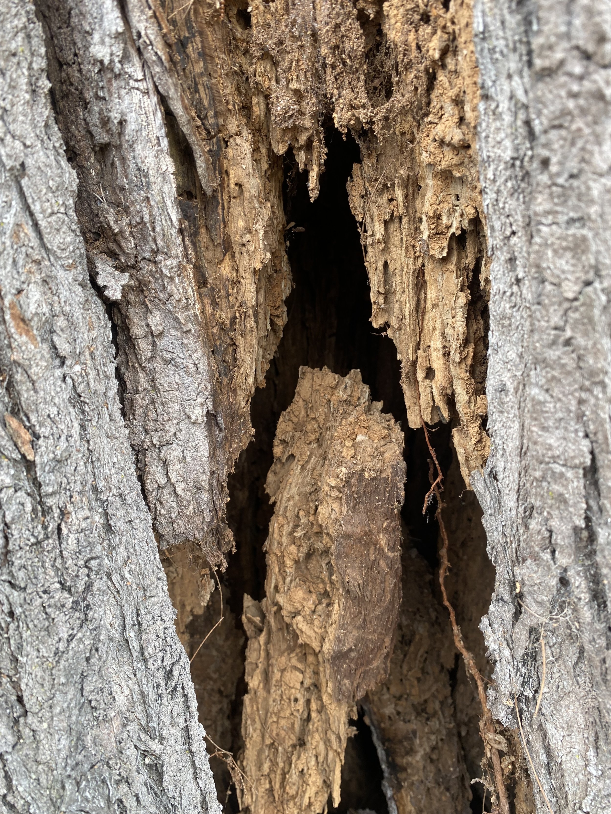 A close-up photograph of a hollowed out section of a tree trunk with rough, textured bark. Inside the hollow, the wood appears aged and decayed.