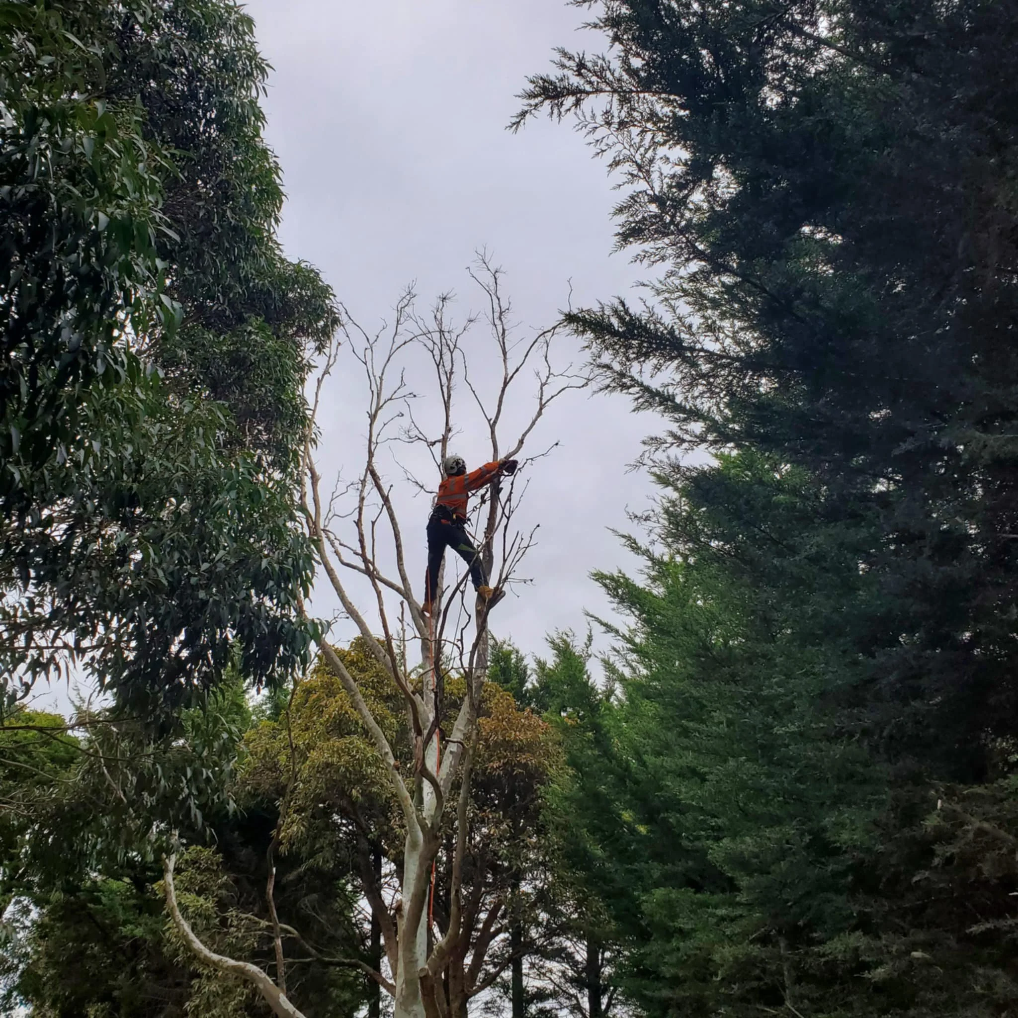 Person pruning trees in a forested area with a chainsaw during daytime.