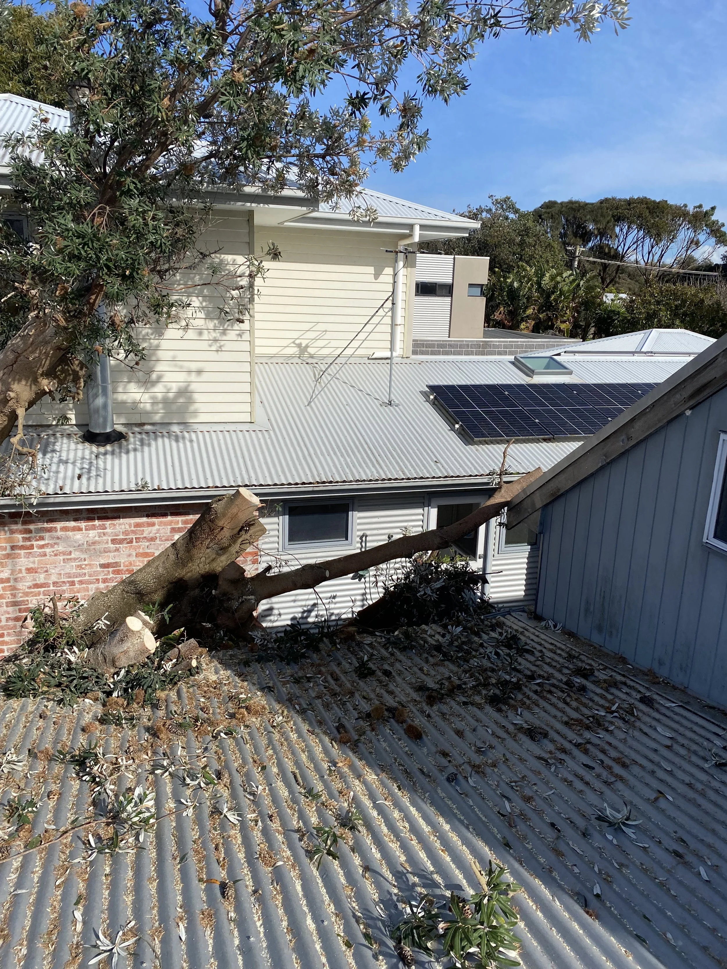 A fallen tree branch on a corrugated metal roof, with a small tree and house in the background under a clear blue sky.