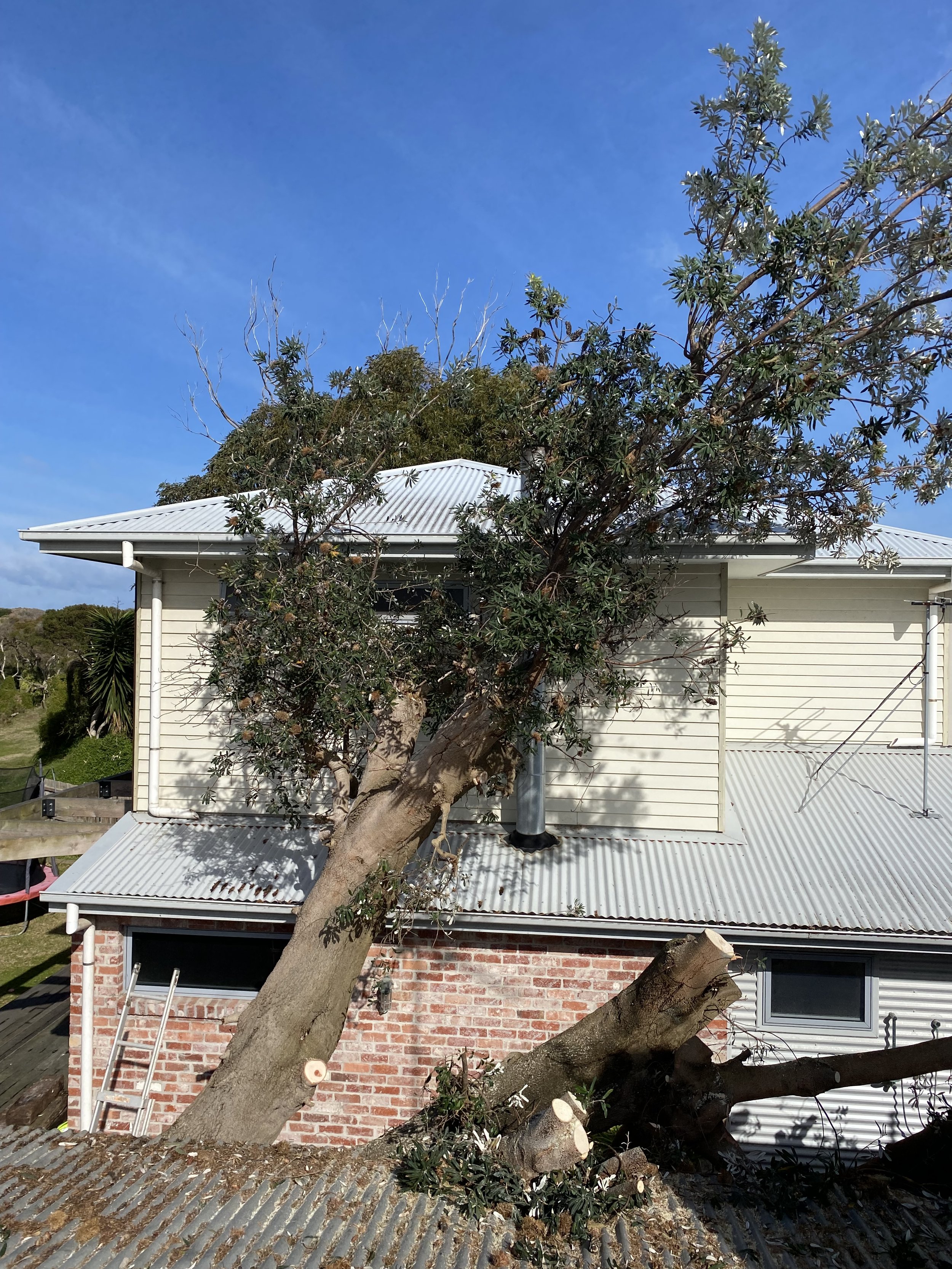 A large tree with fallen branches leaning against the side of a two-story house with a metal roof, brick and siding exterior, under a clear blue sky.