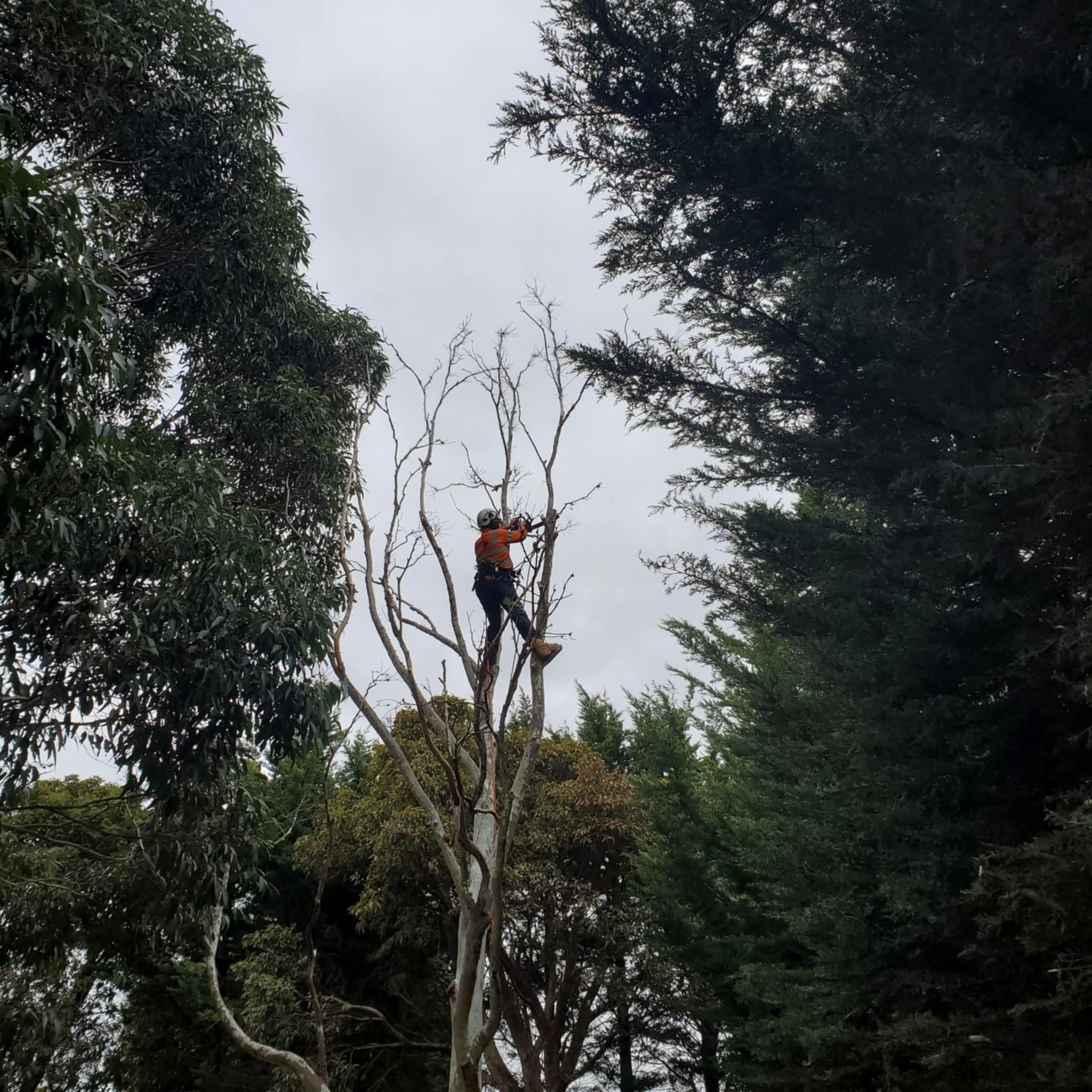 Tree with a person climbing it, surrounded by dense foliage and an overcast sky.