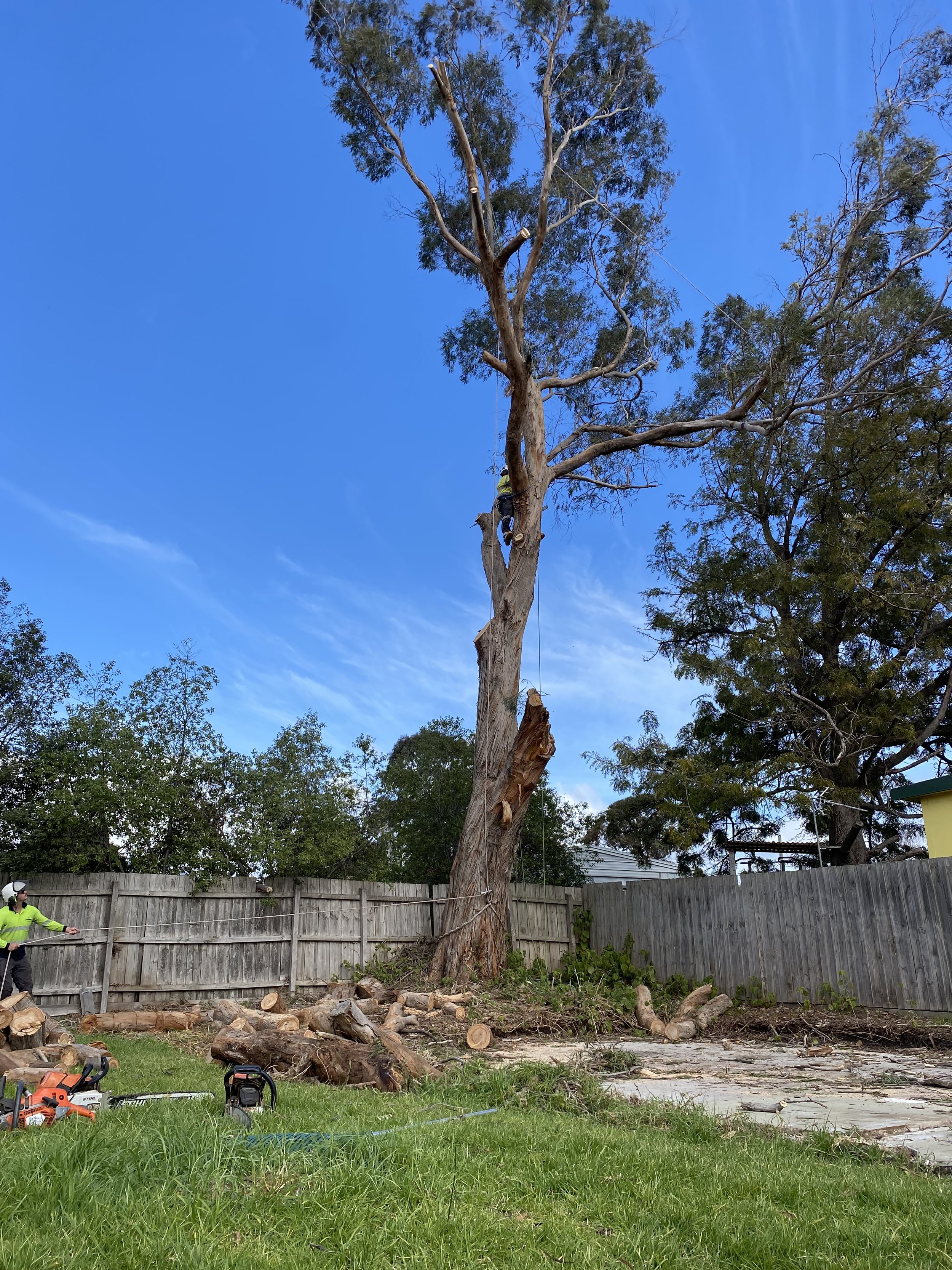 A person operating a chainsaw at the base of a tall, partially cut tree in a backyard with a wooden fence, tools, and wood logs on the ground, and a blue sky with a few clouds.