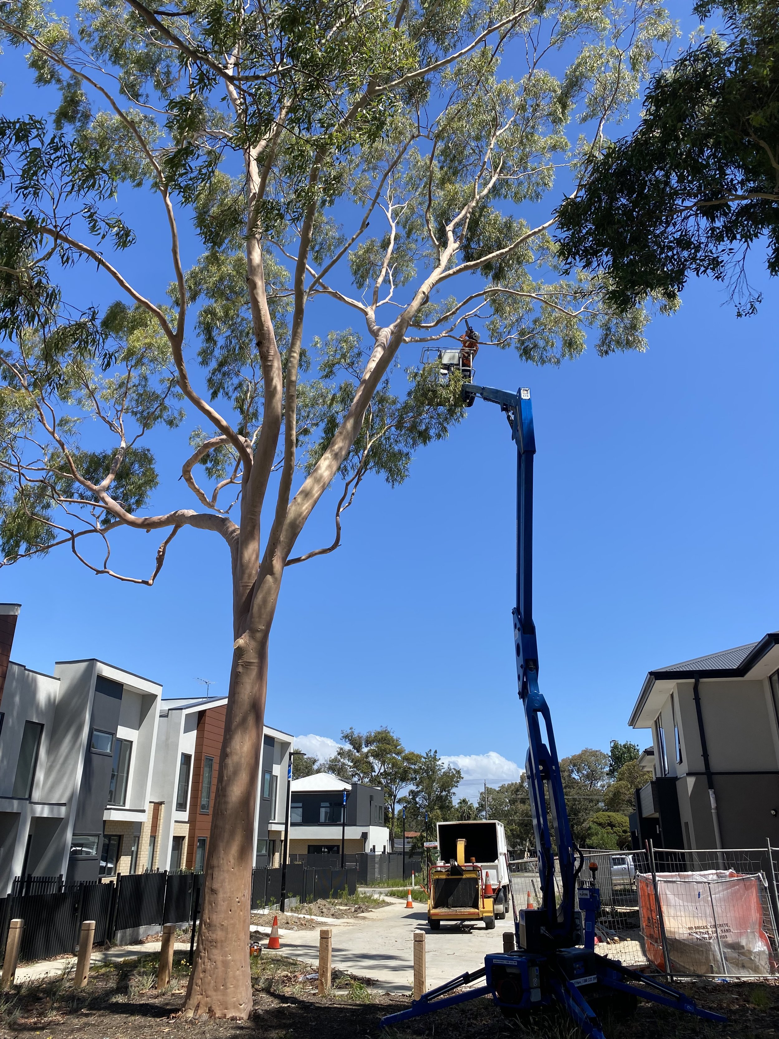 A construction worker operating a hydraulic lift to trim branches of a large tree in a residential neighborhood, with modern multi-story houses and a blue sky in the background.
