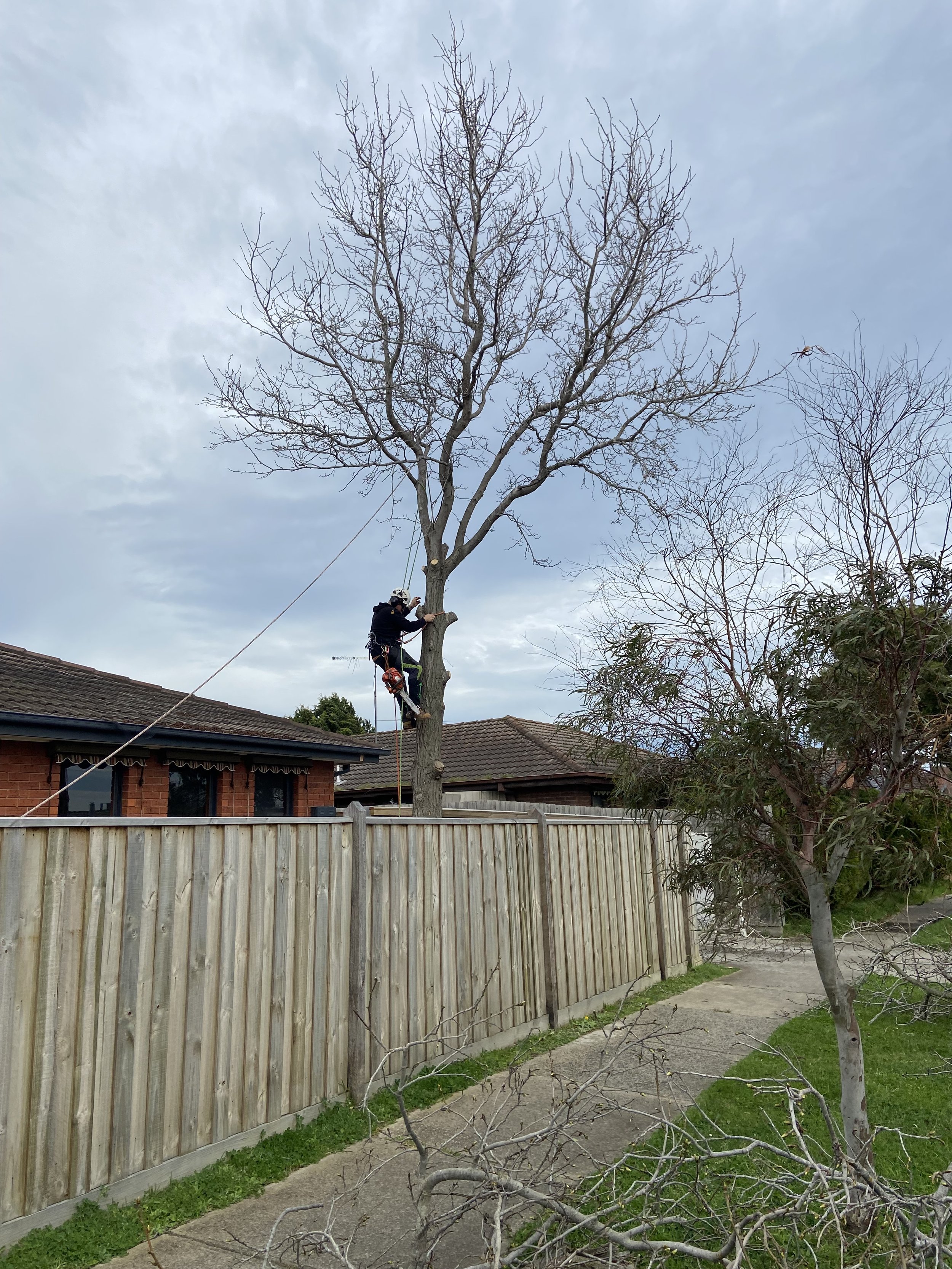 Worker climbing a tree to trim branches in a residential backyard with a wooden fence, green grass, neighboring houses, and partly cloudy sky.