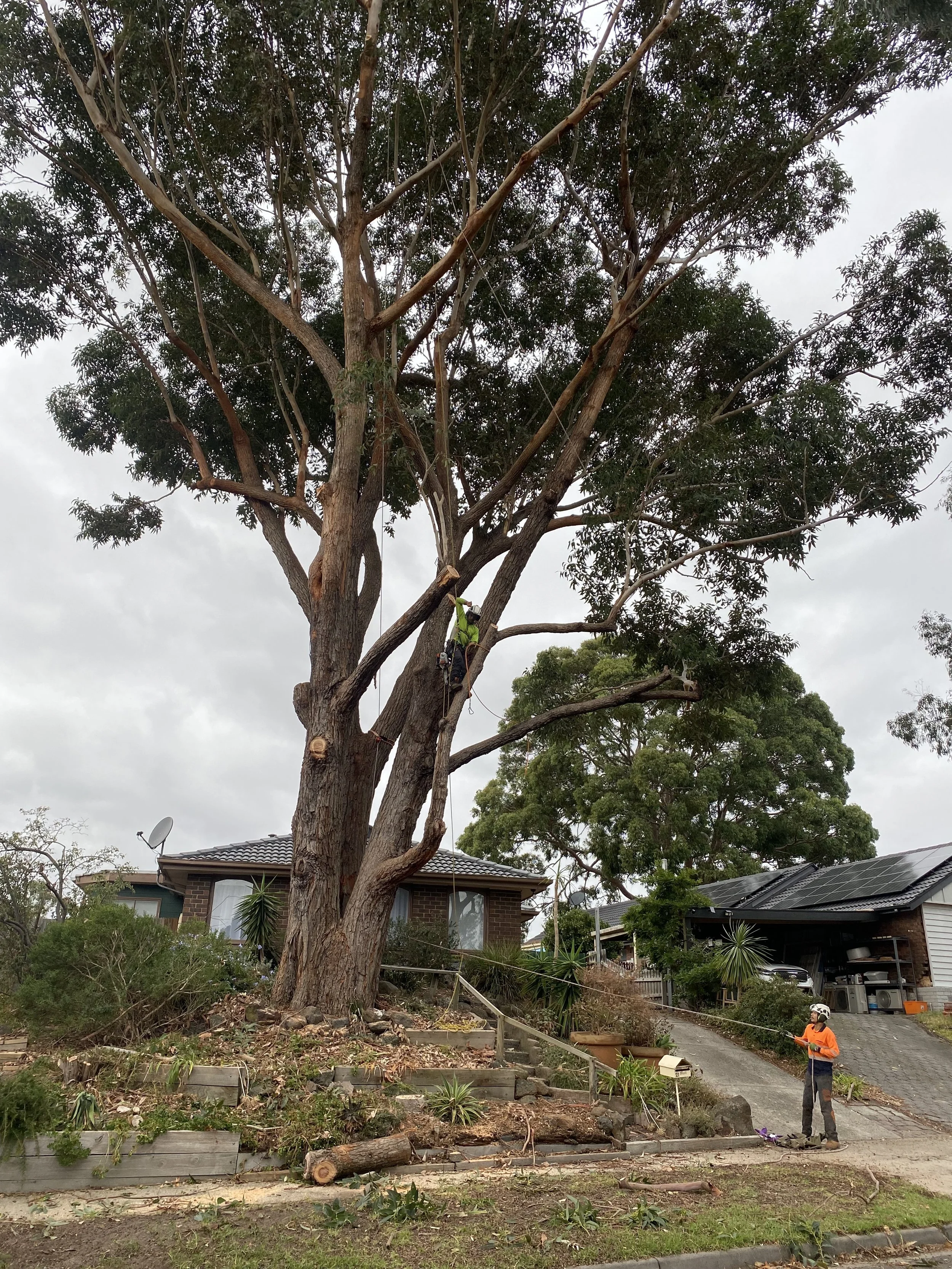A large tree has been cut down with only the trunk and some branches remaining, while a worker wearing an orange shirt and helmet stands near the fallen branches. Debris like branches and leaves are scattered around the area.