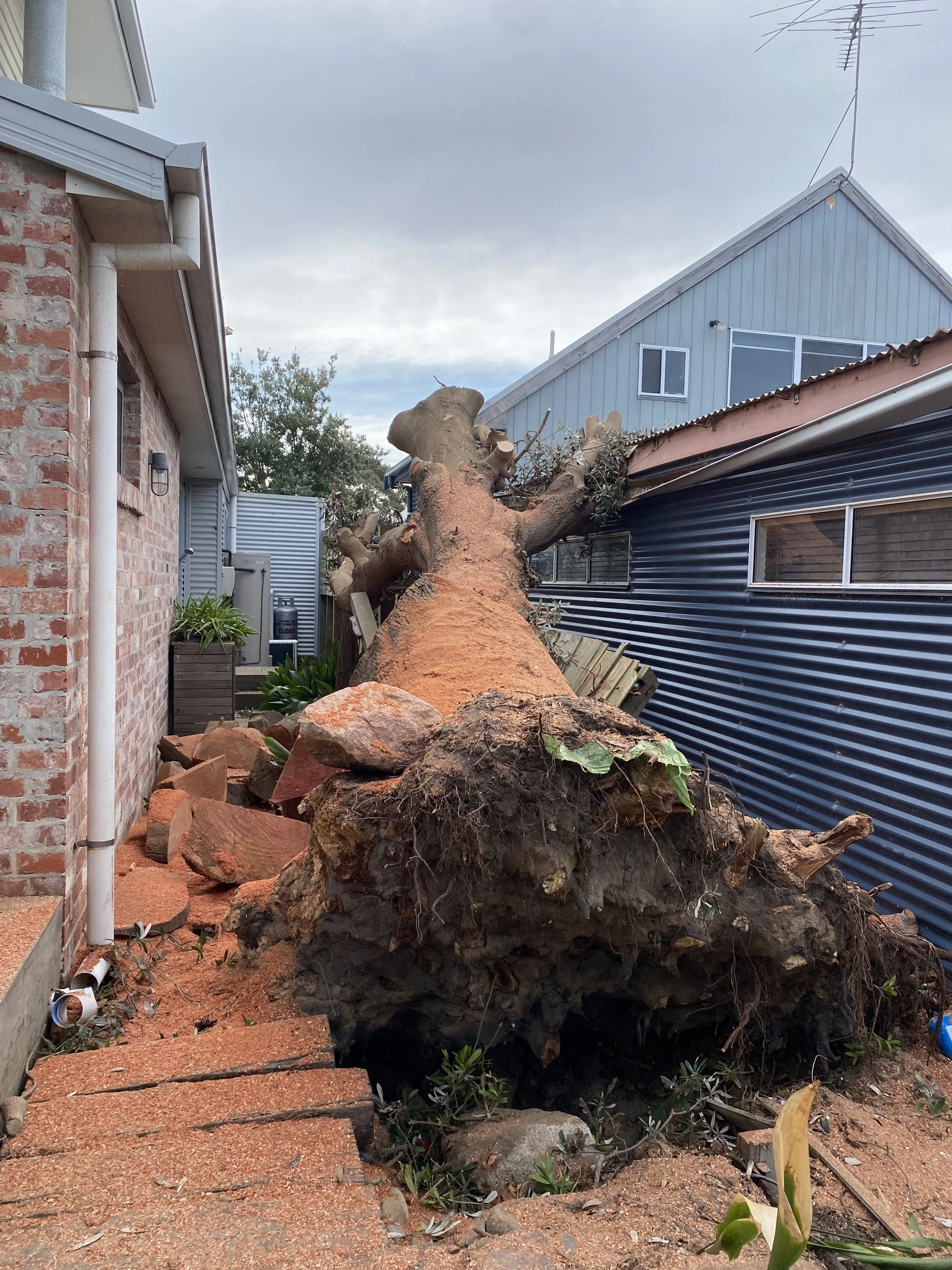 A large uprooted tree fallen in between two houses, blocking part of a walkway and causing damage to a brick wall on the left and a blue metal wall on the right.