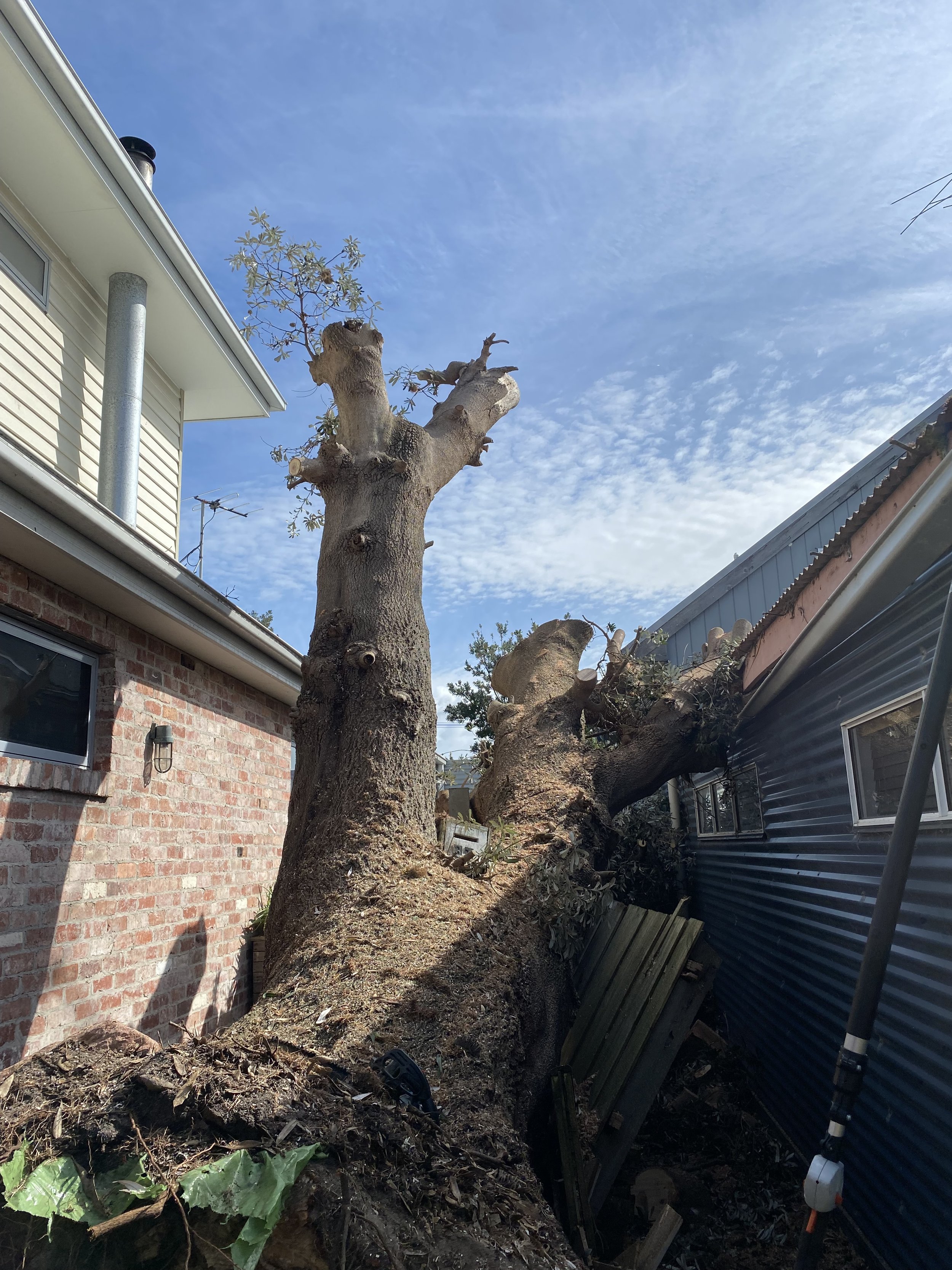 A large tree has been cut down near a house, with large branches and stump visible. Debris and fallen leaves are scattered on the ground, and a black metal fence is partially toppled. The house has beige siding and a brick wall, with a window and out