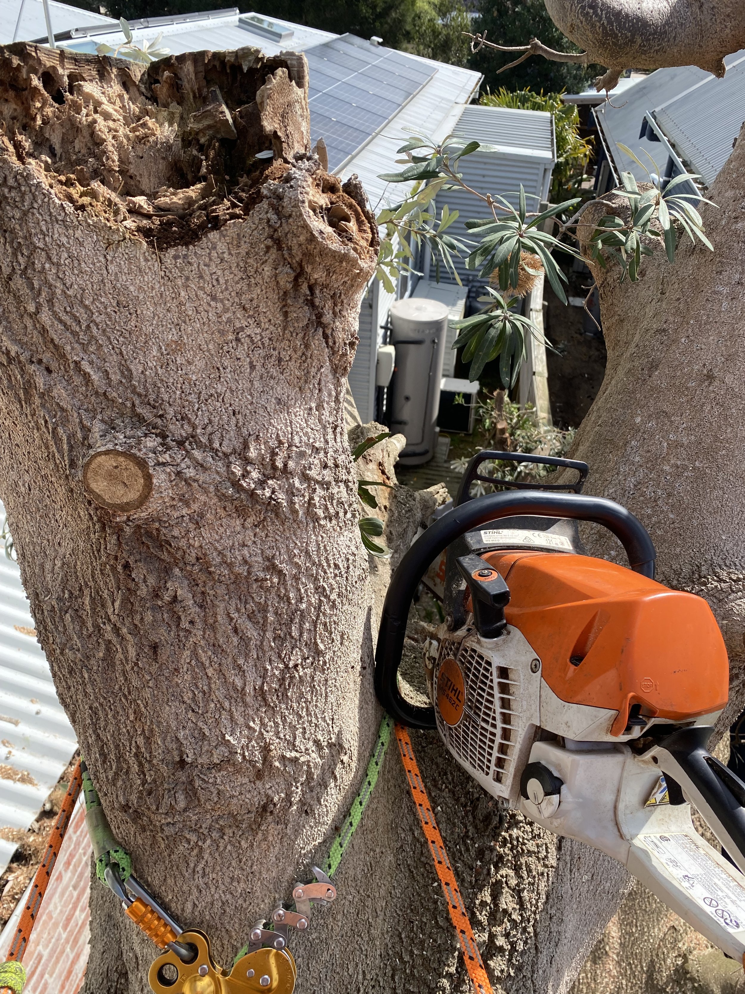 Close-up of a large tree trunk with climbing equipment, including a chainsaw, harness, and ropes, attached to the tree for trimming or cutting.