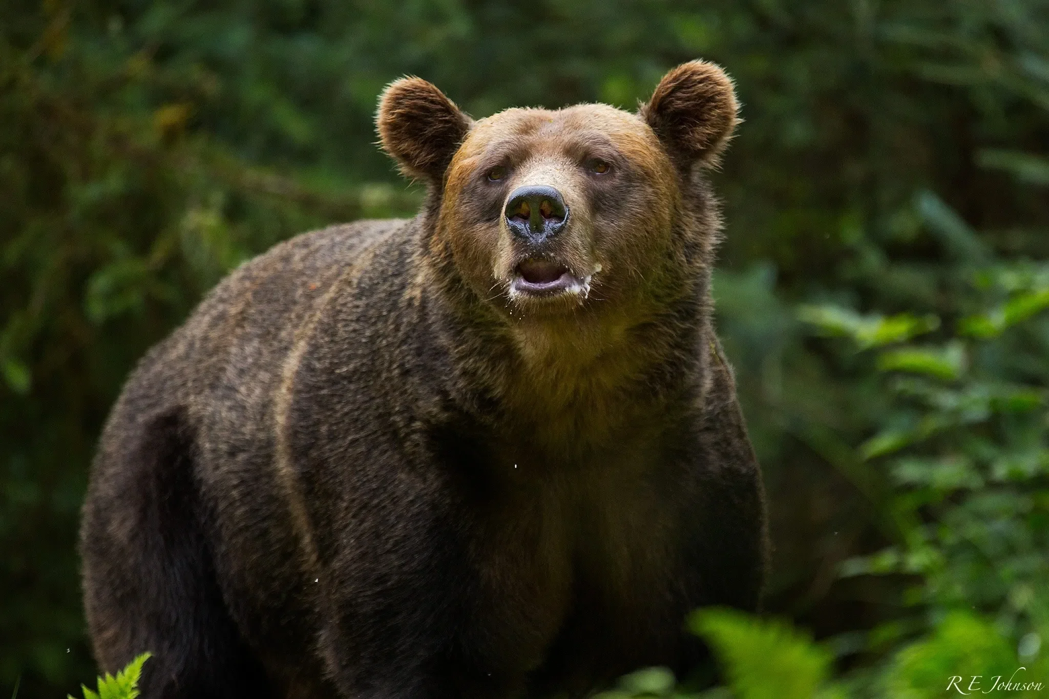 BEARFEST EVENTS: MANAGING AND LIVING WITH BEARS SYMPOSIUM WITH ERIC JOHNSON