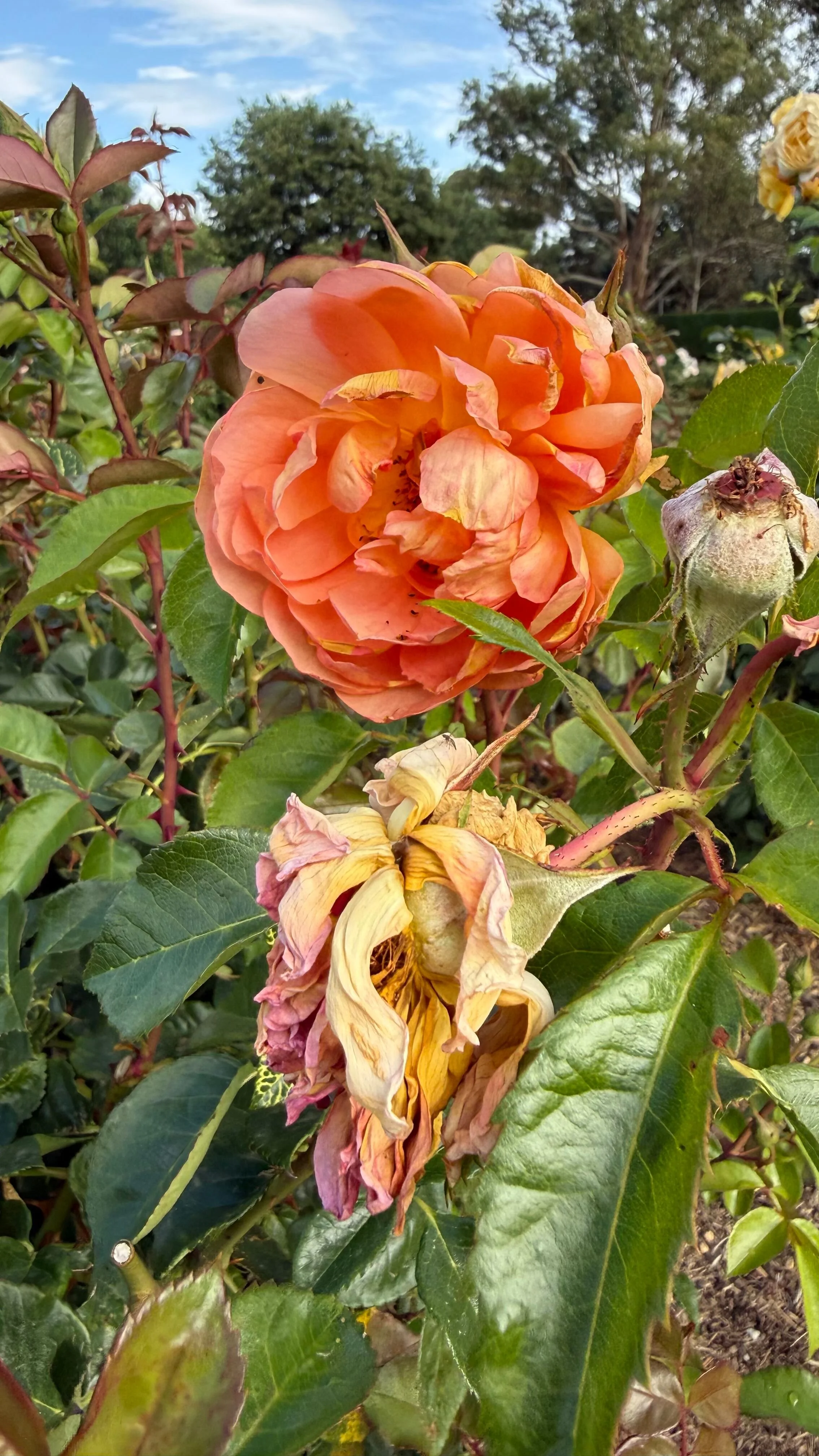 Apricot rose photographed in the garden as inspiration for nature-inspired surface pattern design.
