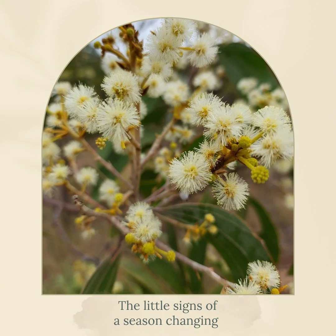 The little signs of a season changing. ⁣
⁣
Last week it was the native grasses moving in those changing seasonal winds. This week, I&rsquo;ve been noticing the smaller signs appearing around me.⁣
⁣
Gum blossom beginning to flower. Fluffy seedheads wh