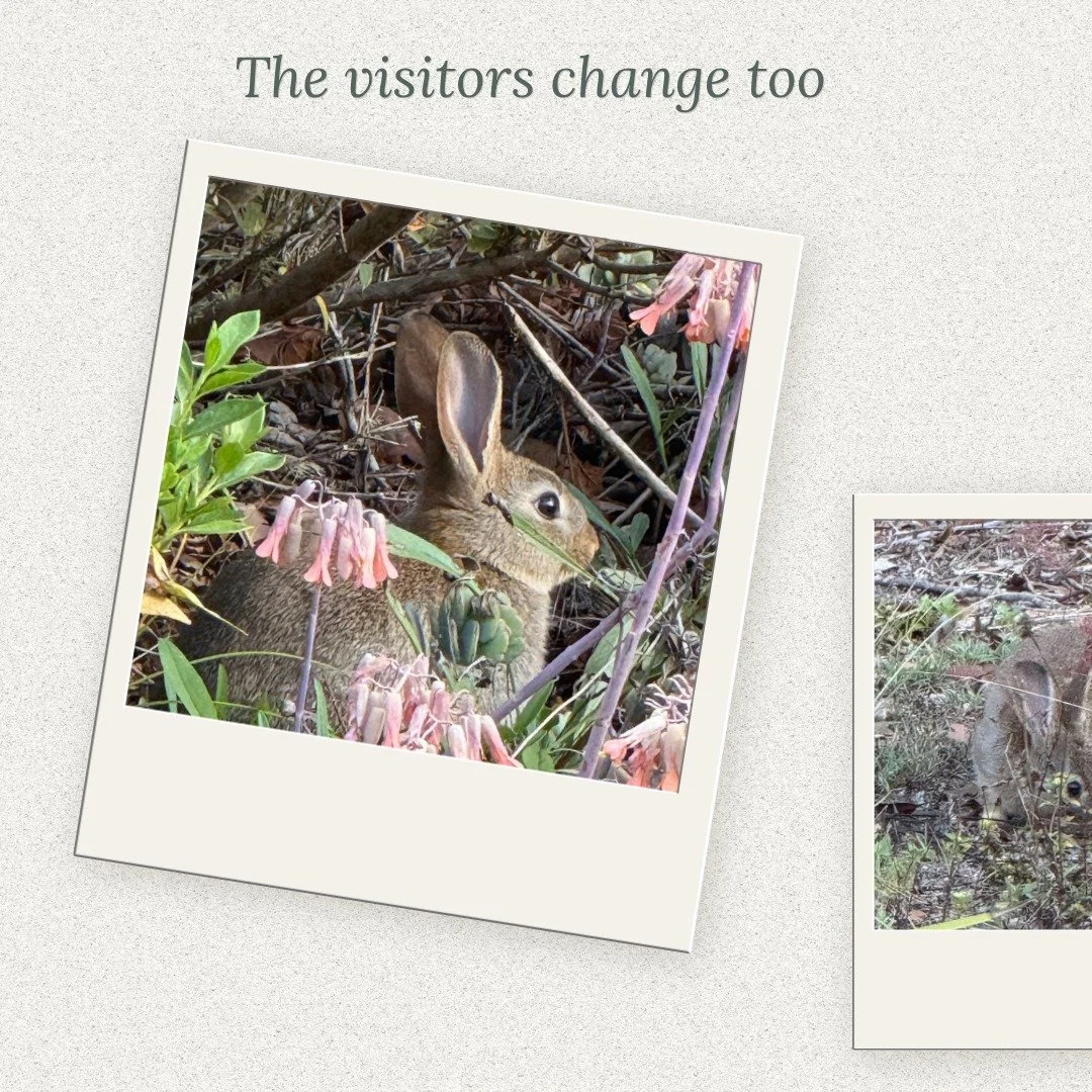 The visitors change too.⁣
⁣
Lately, it hasn&rsquo;t only been the plants around me that have been changing.⁣
⁣
The rabbits have started appearing again, quietly tucked amongst the garden and bushland. Different birds are dropping in too, sometimes st