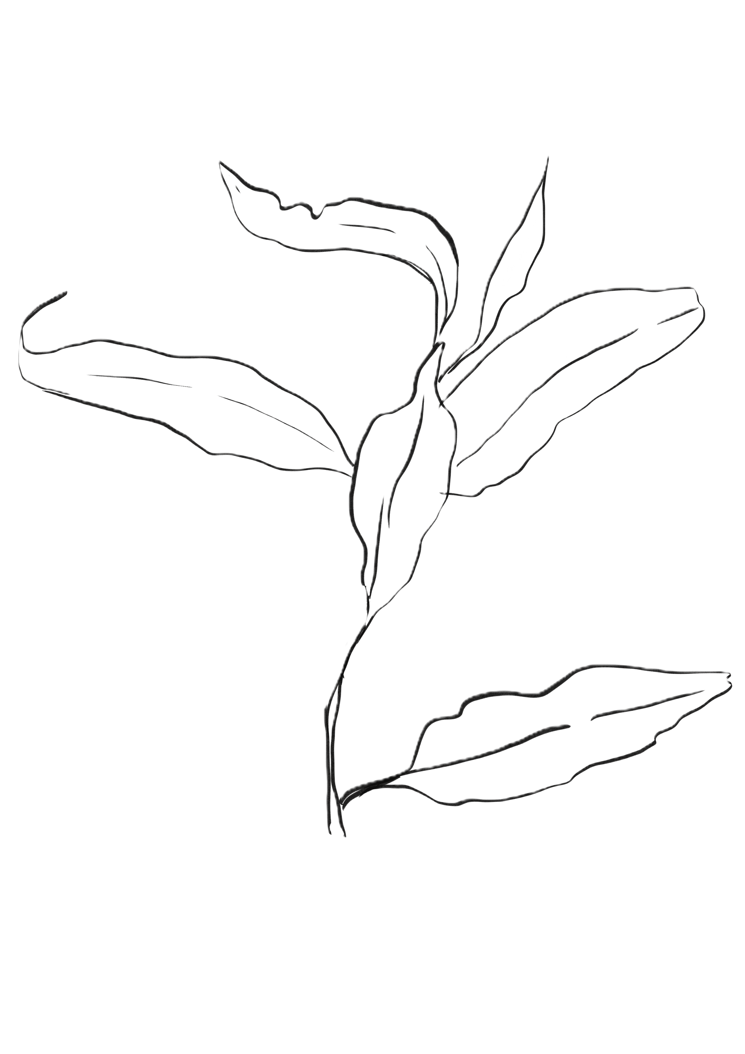 Hand-drawn gum leaf sketch by Flourish & Bloom Designs.